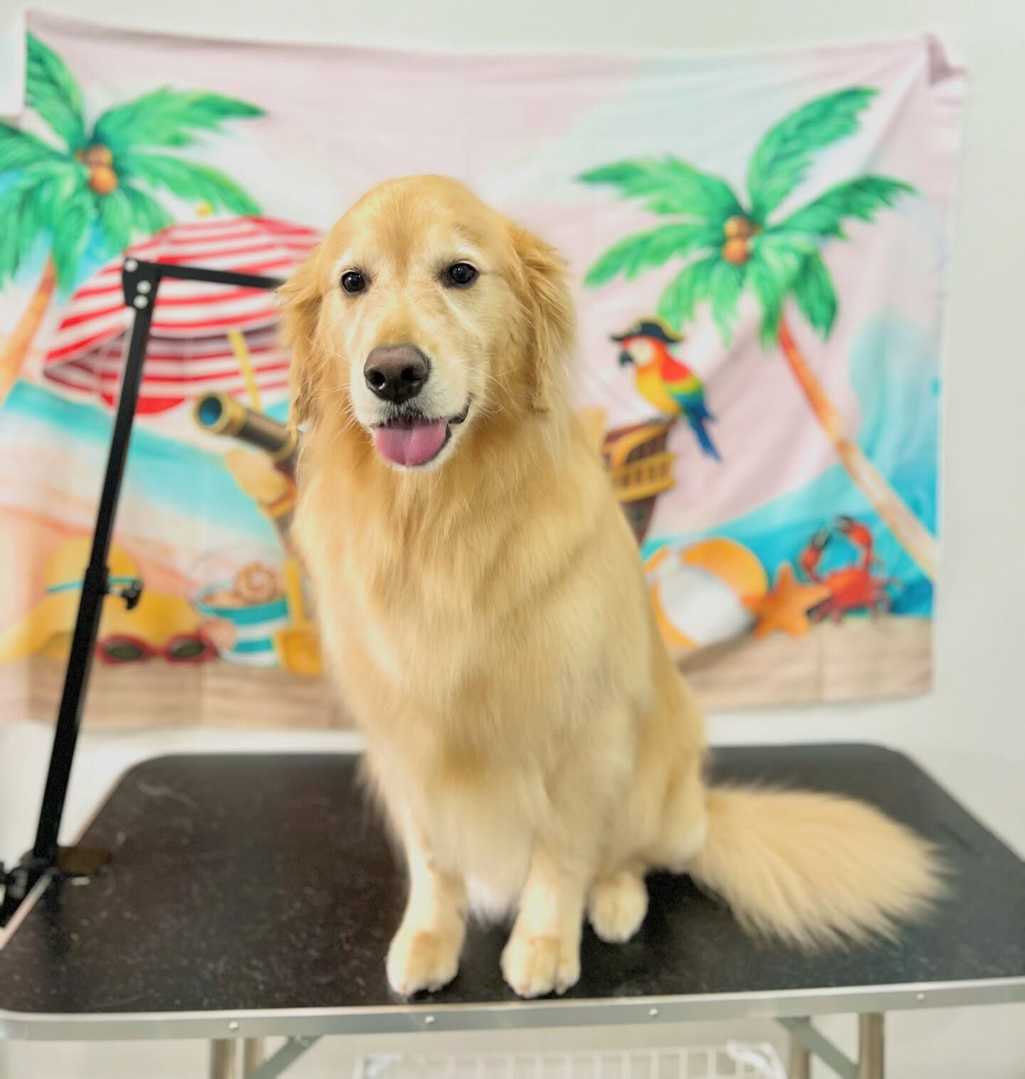 来店いただいた、ゴールデンのルナちゃんです🐶✨