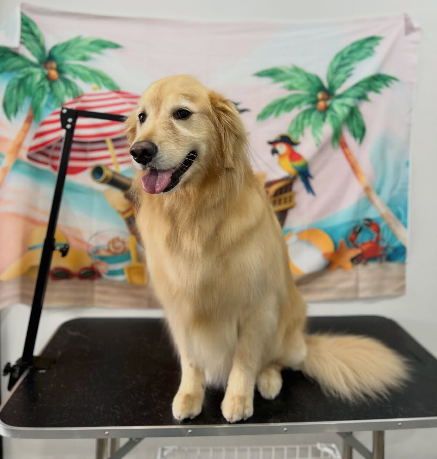 来店いただいた、ゴールデンのルナちゃんです🐶✨