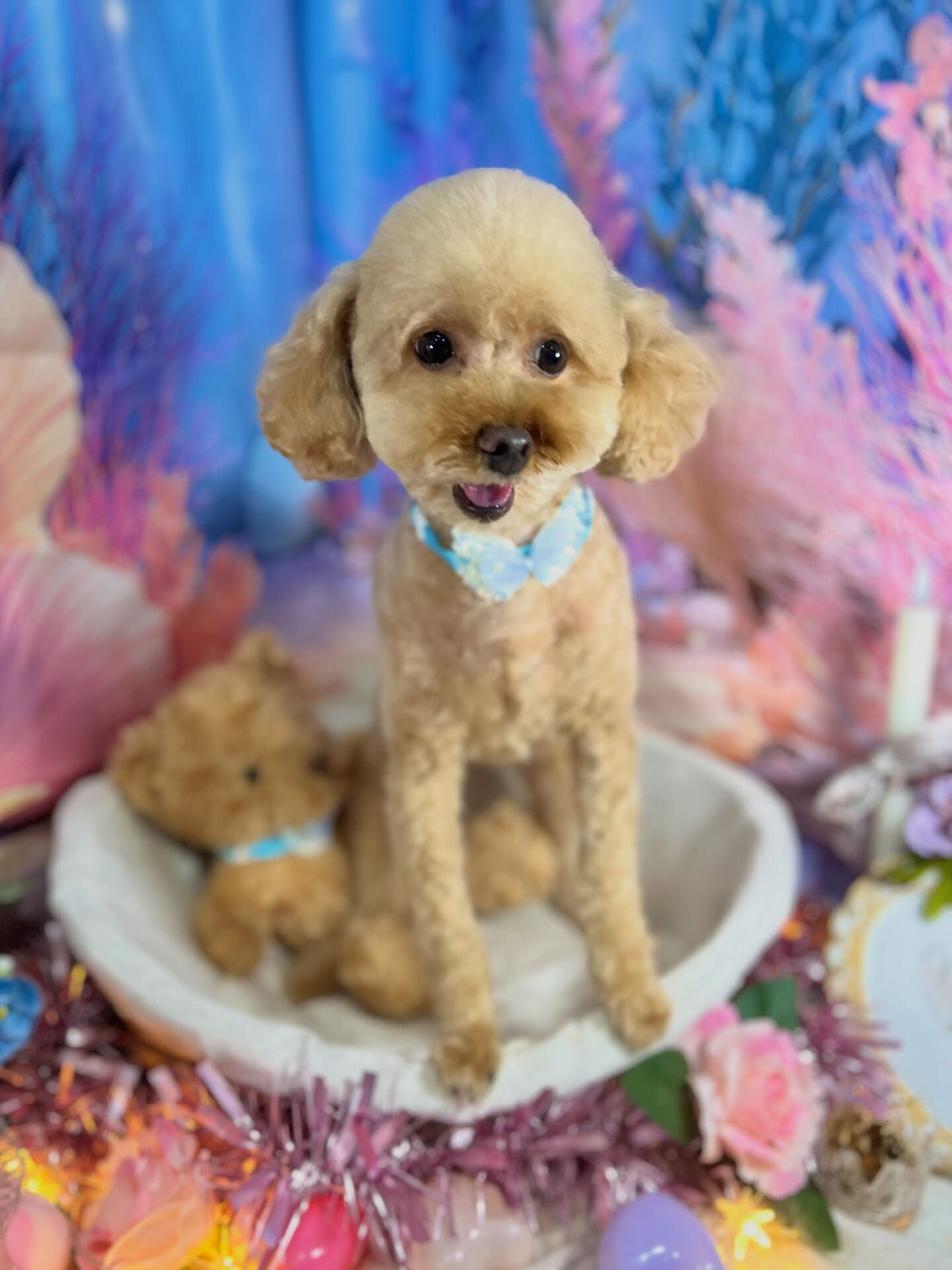 来店いただいた、トイプードルのマロンくんです🐶✨