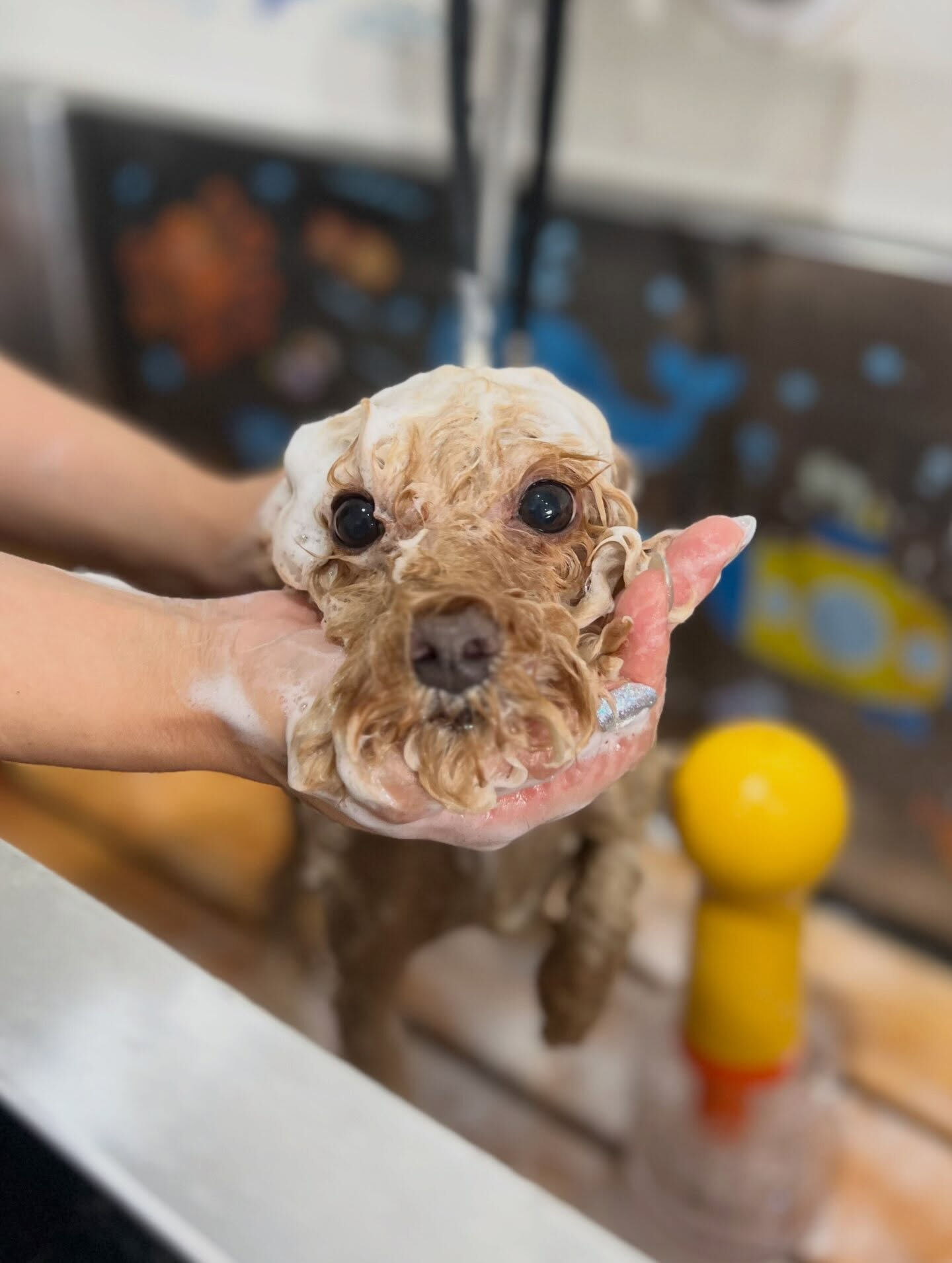 来店いただいた、トイプードルのマロンくんです🐶✨