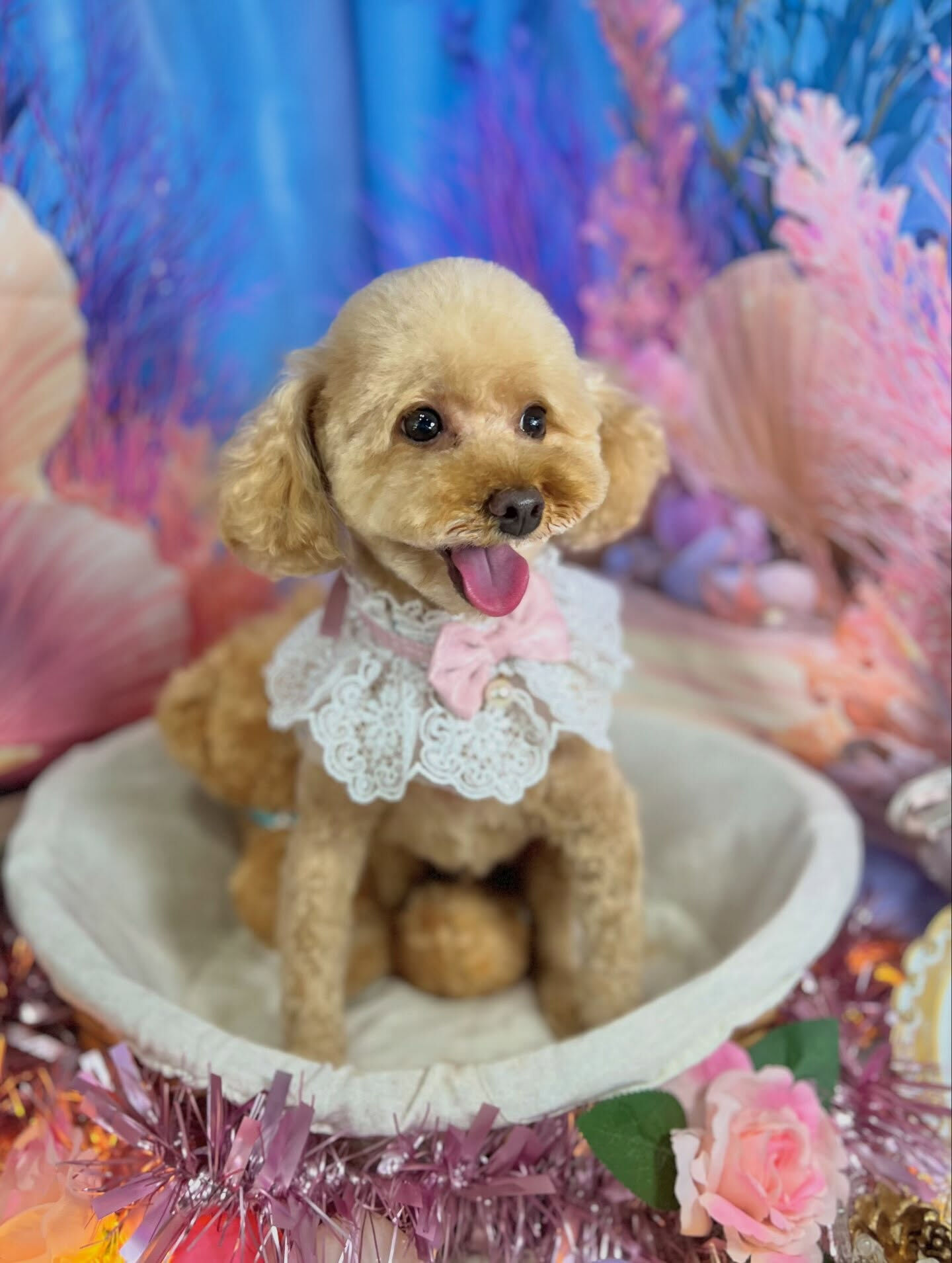 来店いただいた、トイプードルのマロンくんです🐶✨