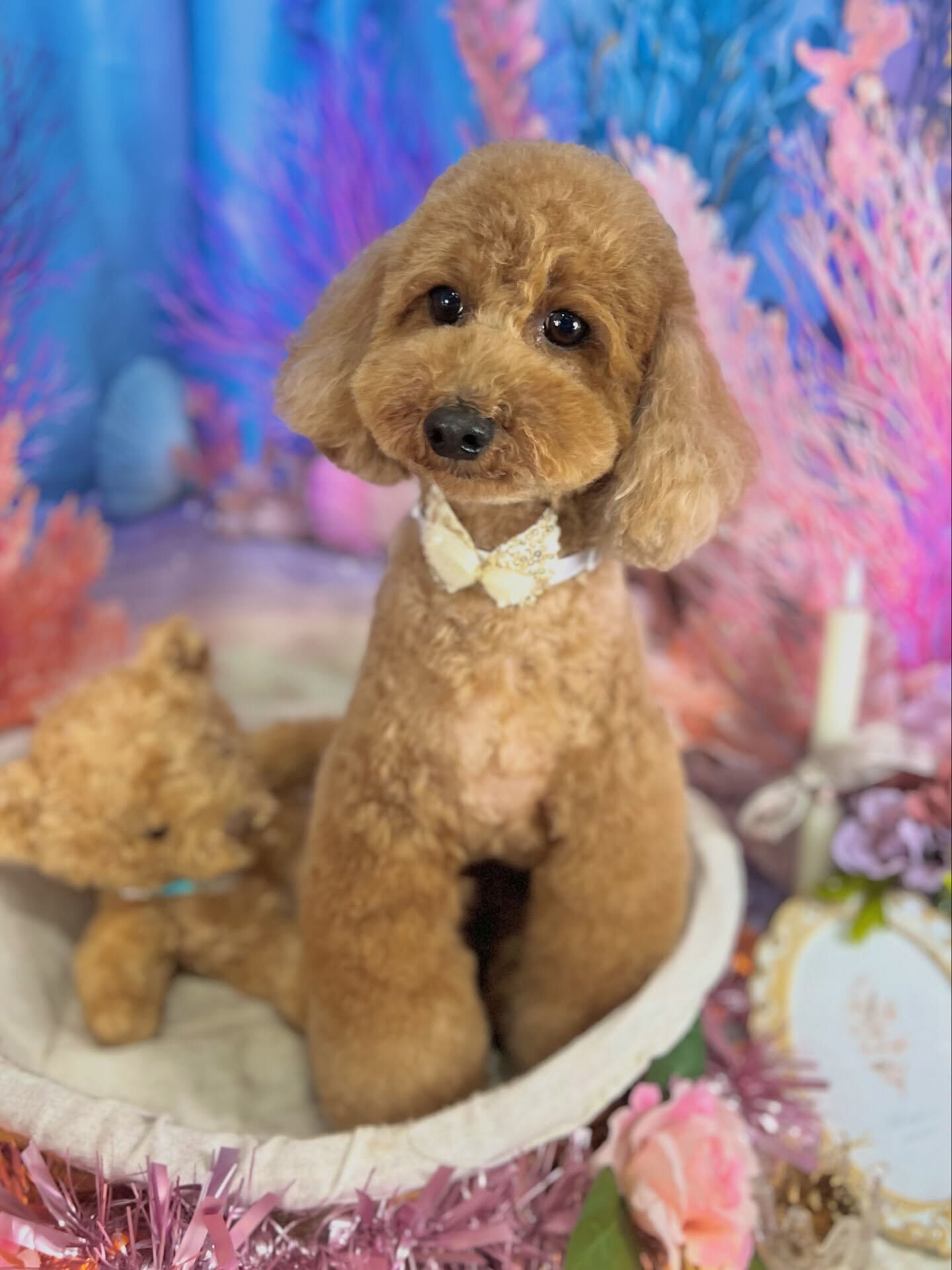 来店いただいた、トイプードルのもこくんです🐶✨