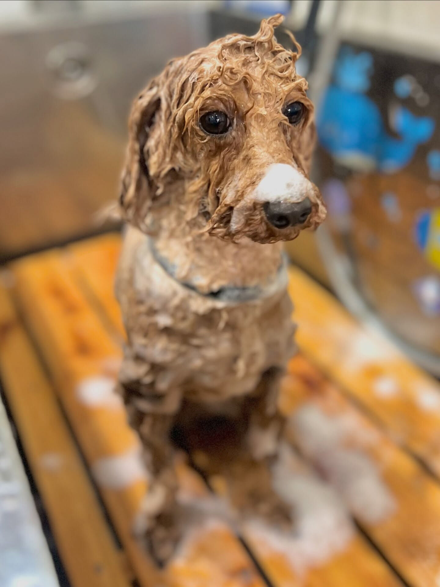 来店いただいた、トイプードルのもこくんです🐶✨
