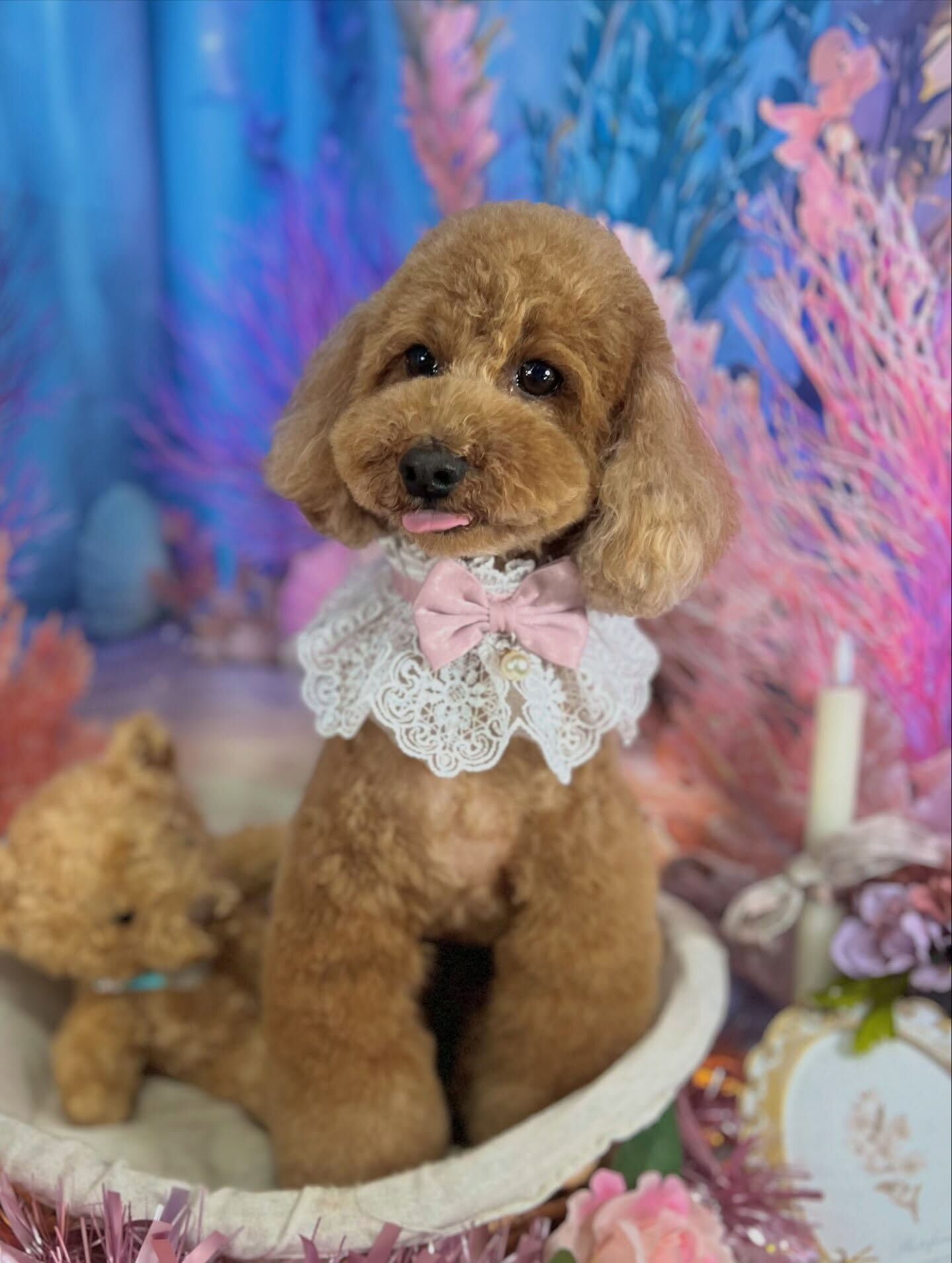 来店いただいた、トイプードルのもこくんです🐶✨