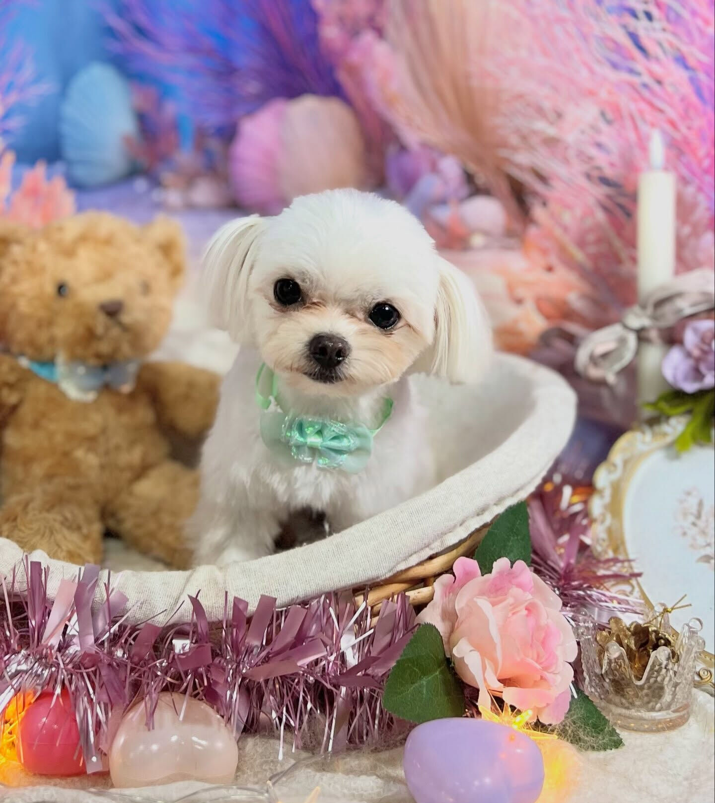 来店いただいた、マルチワのアオくんです🐶✨