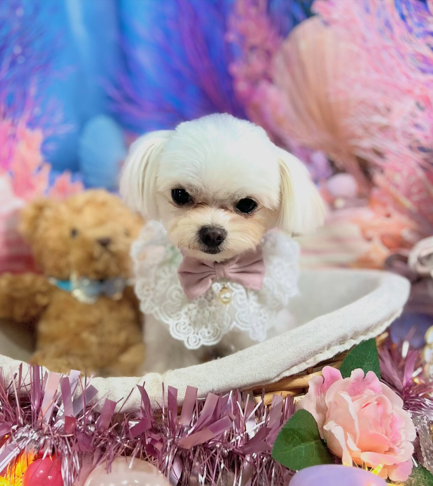 来店いただいた、マルチワのアオくんです🐶✨