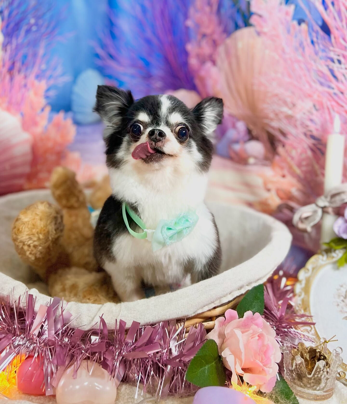 来店いただいた、チワワのロアくんです🐶✨