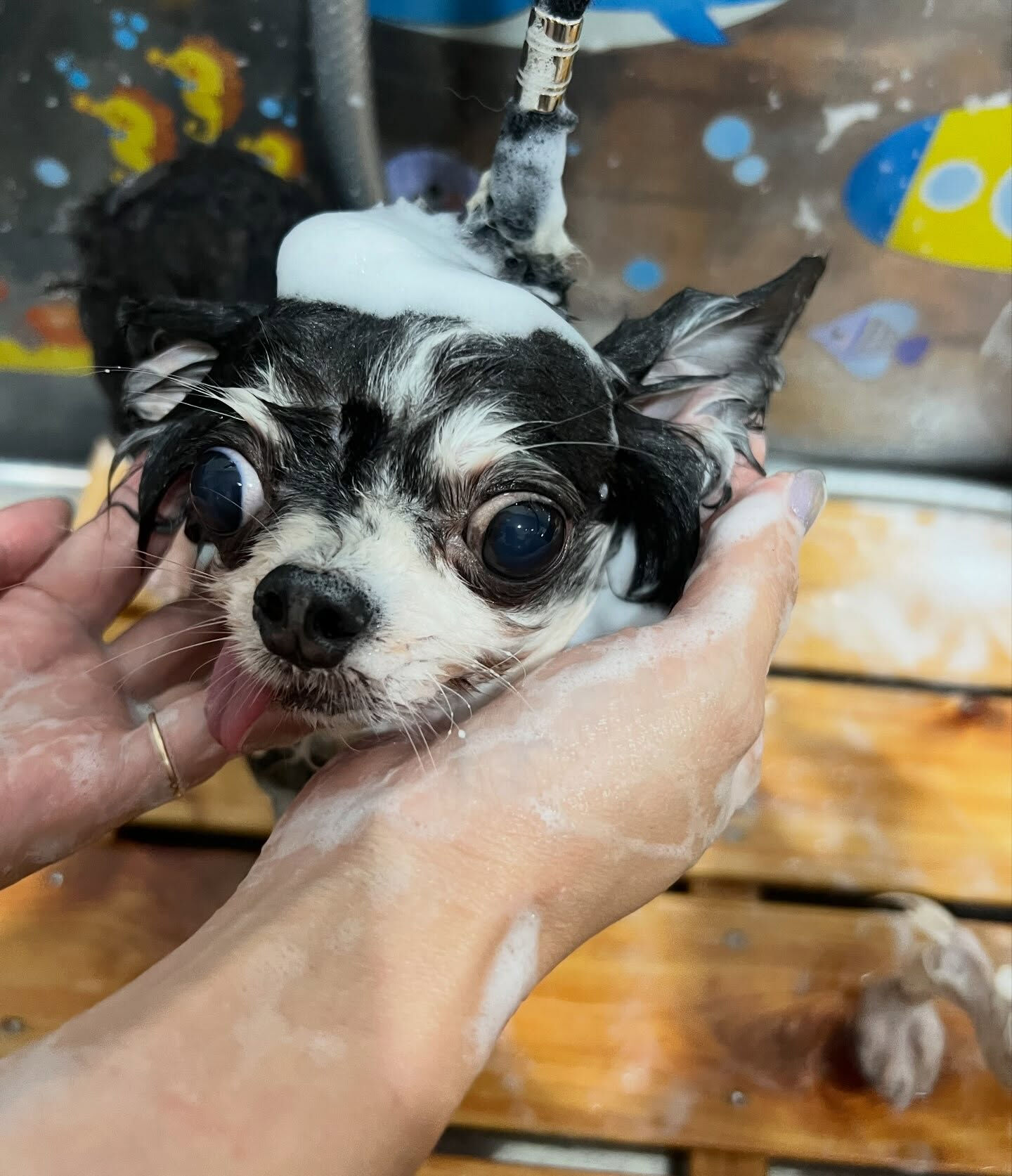 来店いただいた、チワワのロアくんです🐶✨