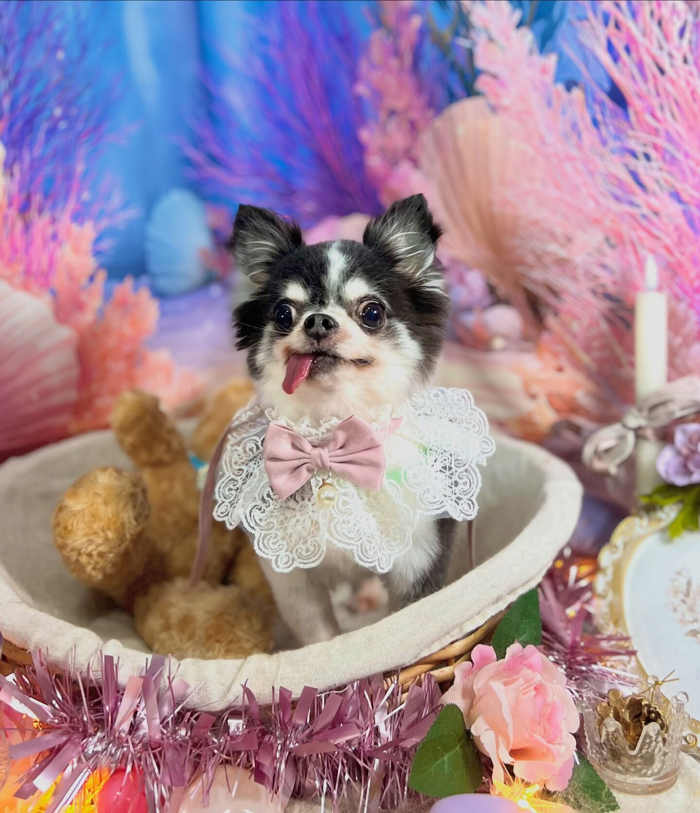 来店いただいた、チワワのロアくんです🐶✨