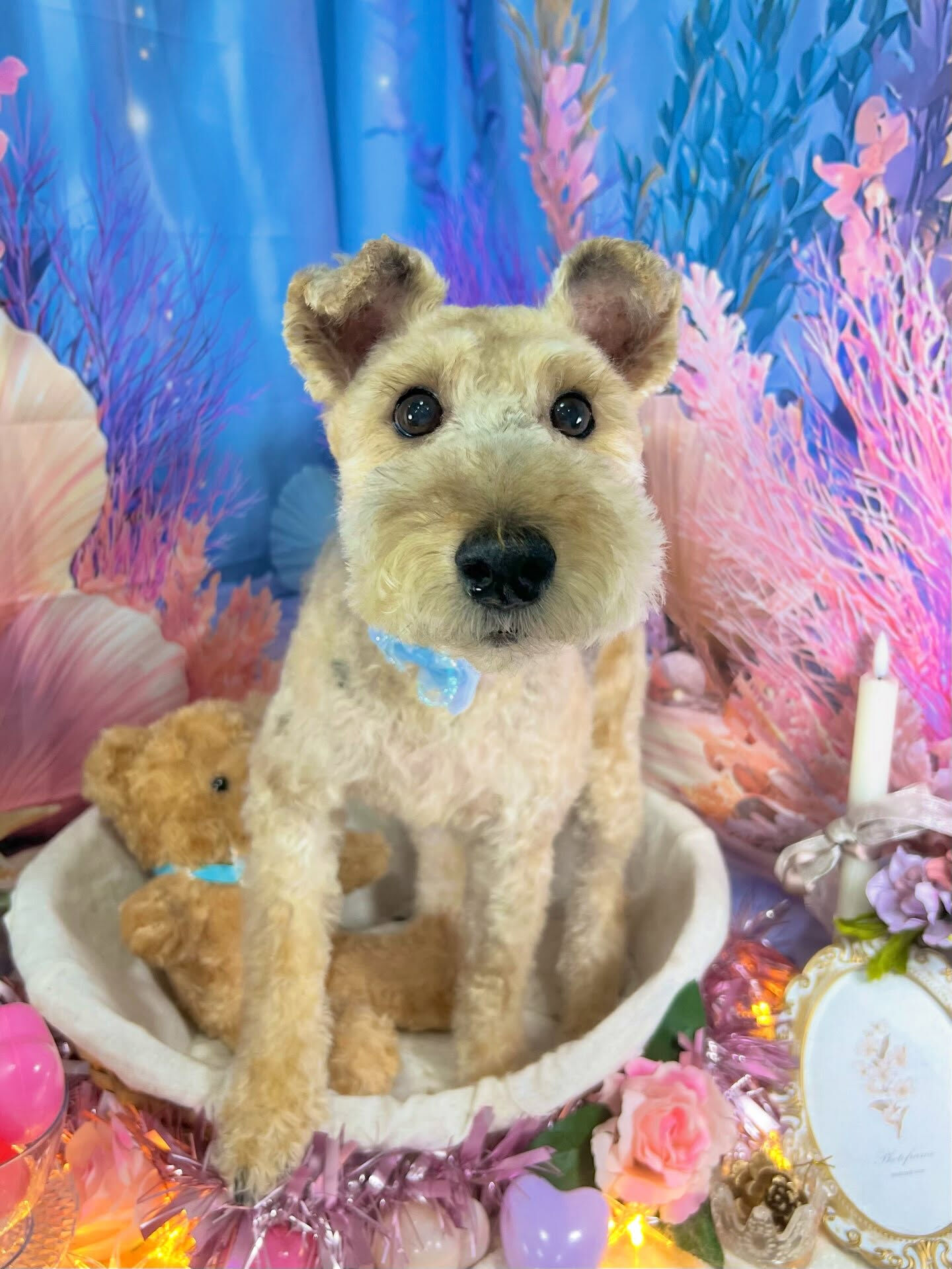 来店いただいた、ウェルッシュテリアのはなちゃんです🐶✨