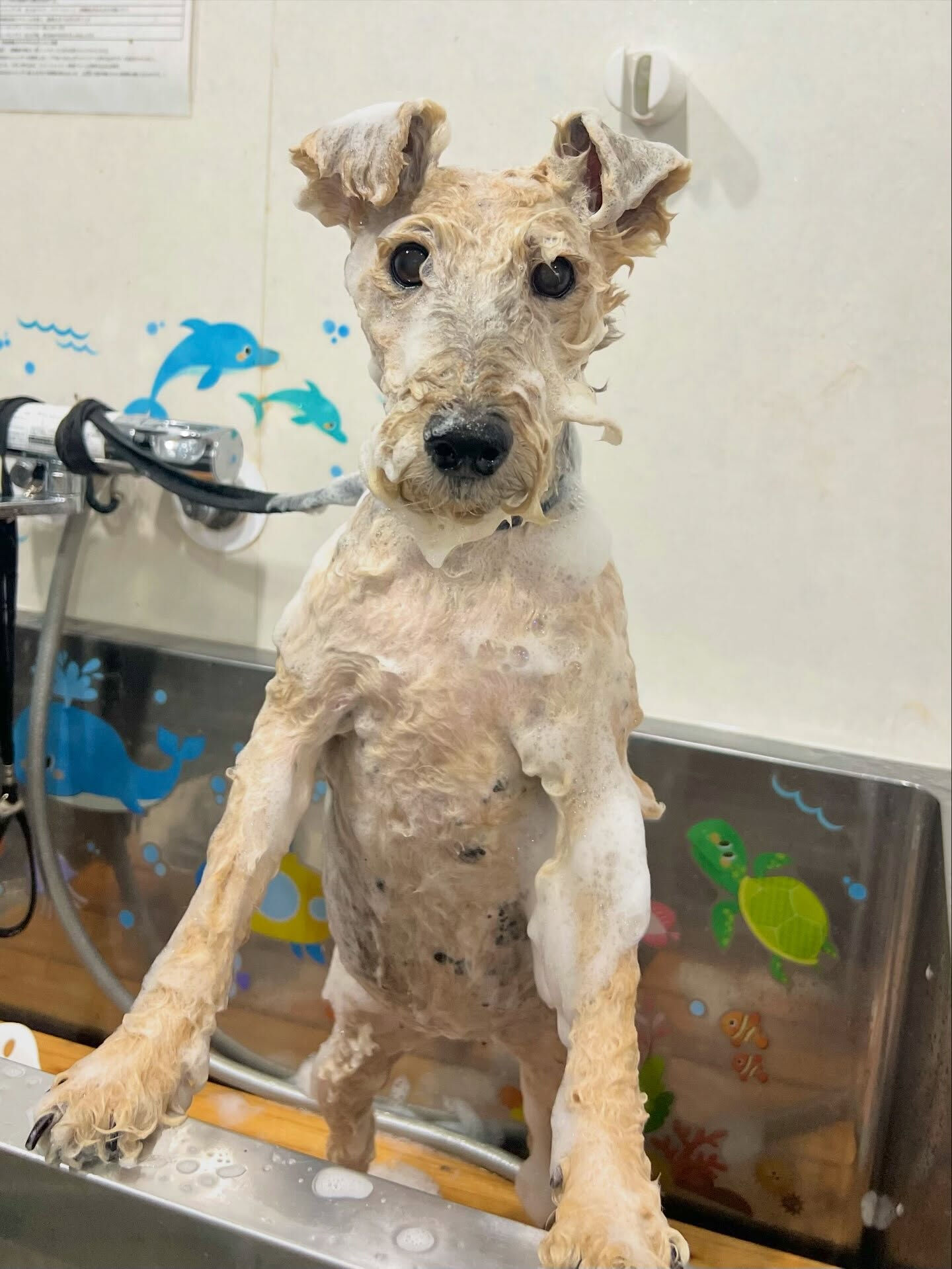 来店いただいた、ウェルッシュテリアのはなちゃんです🐶✨