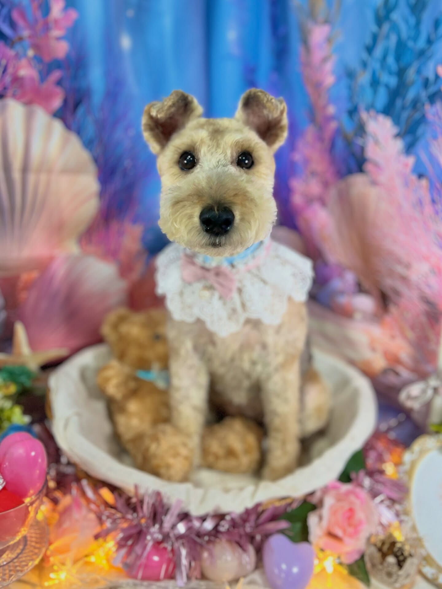 来店いただいた、ウェルッシュテリアのはなちゃんです🐶✨