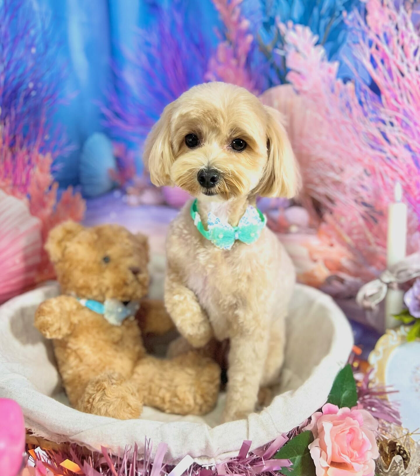 来店いただいた、マルプーのノアちゃんです🐶✨
