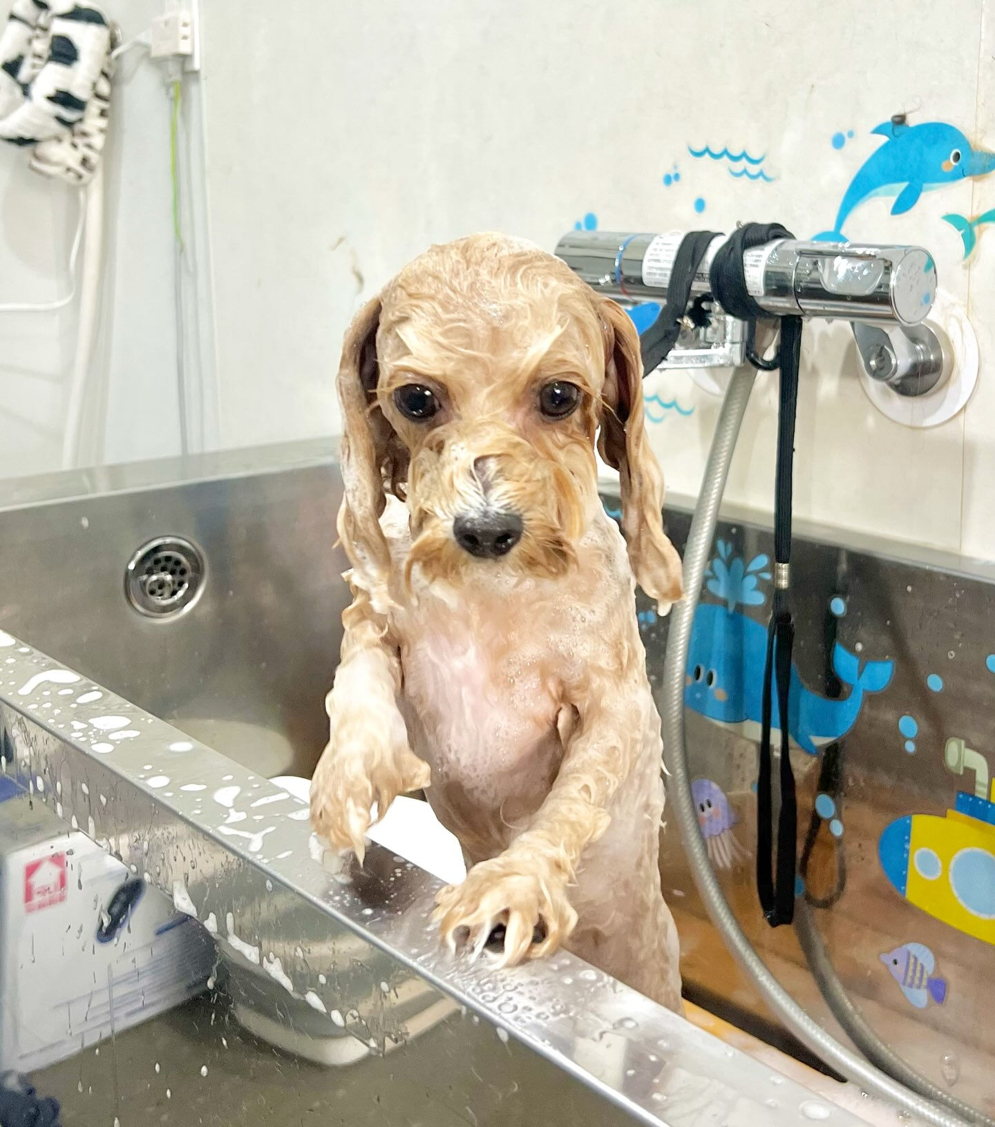 来店いただいた、マルプーのノアちゃんです🐶✨