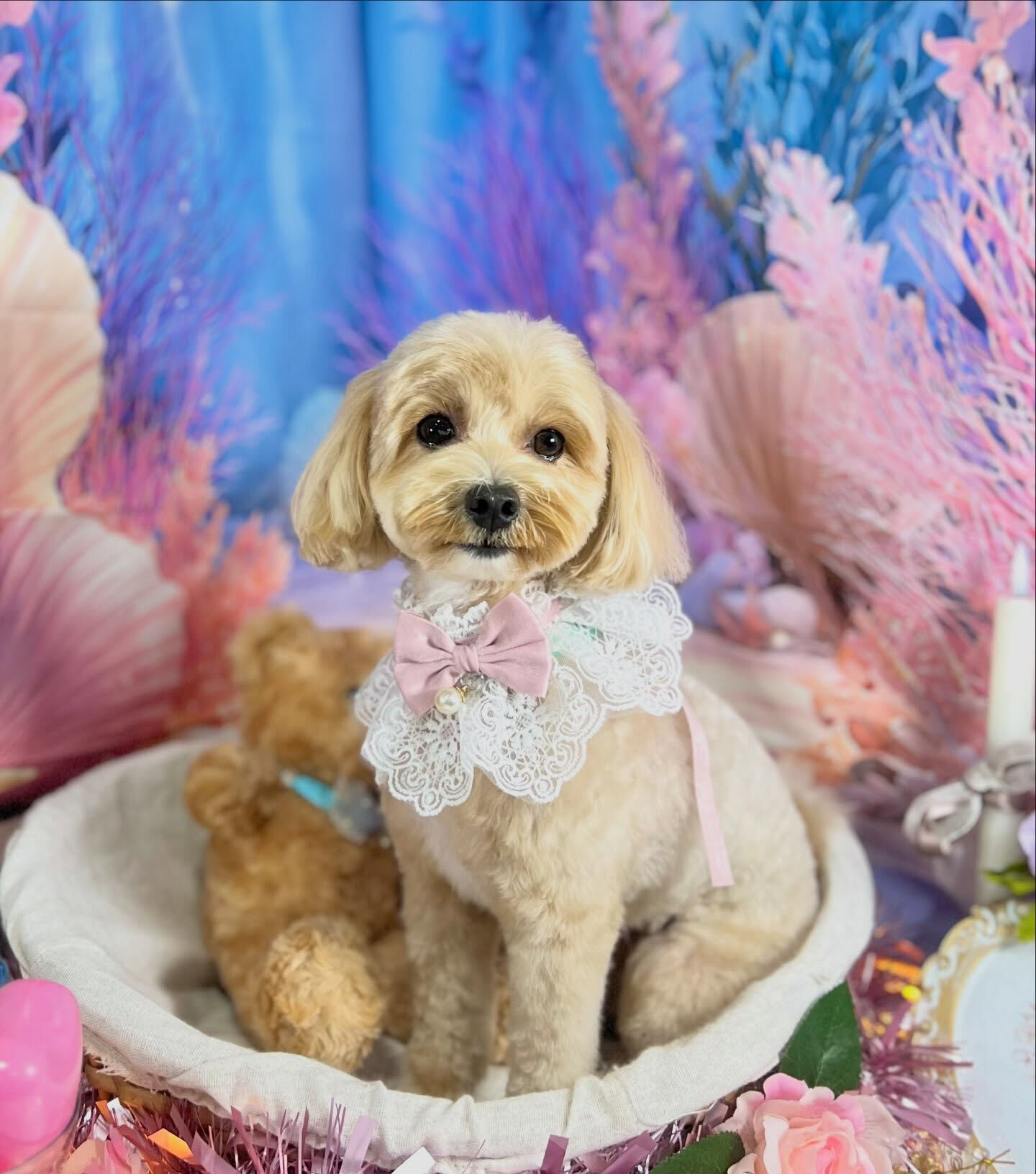 来店いただいた、マルプーのノアちゃんです🐶✨