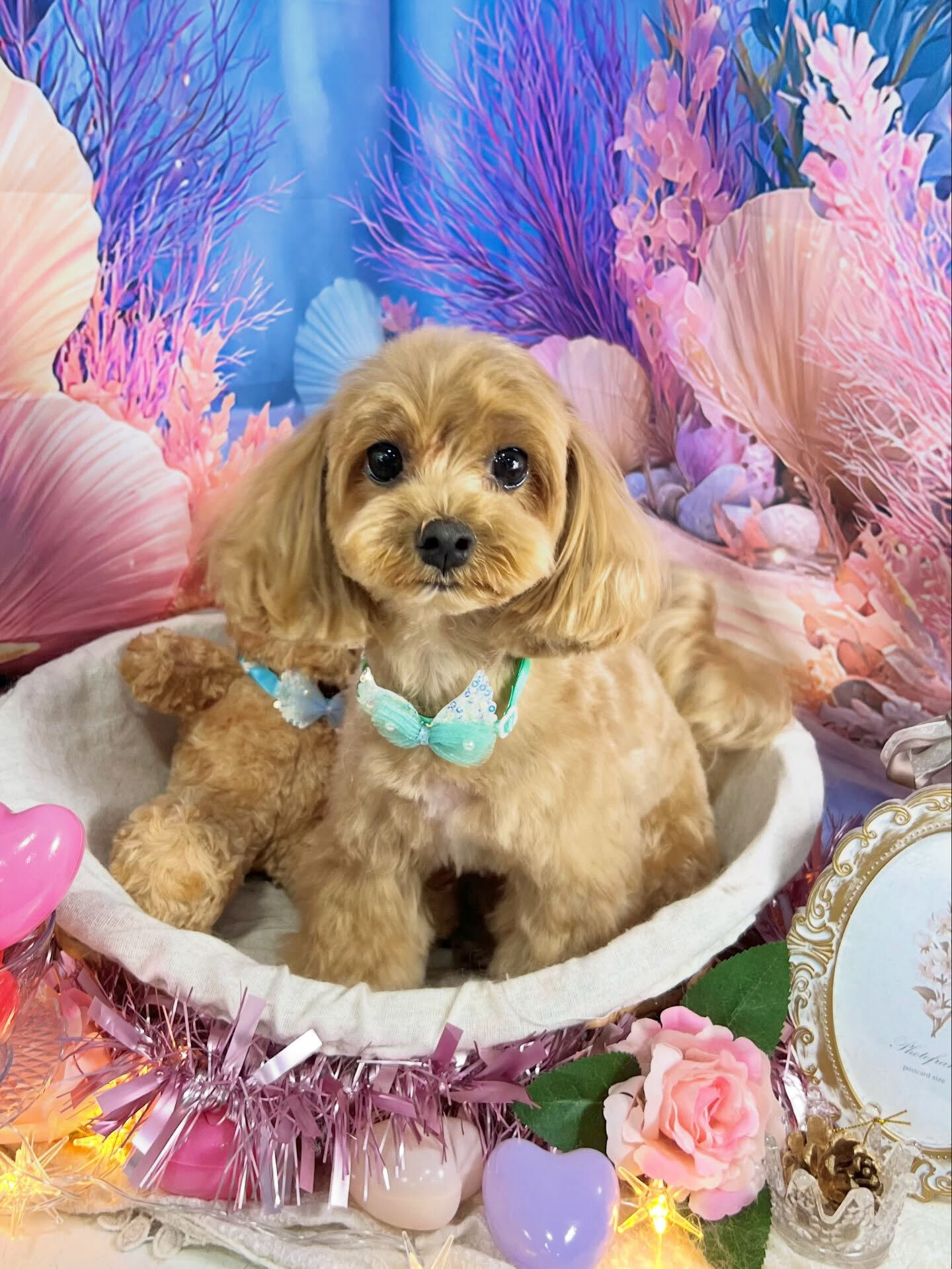 来店いただいた、マルプーのベリー君です🐶✨