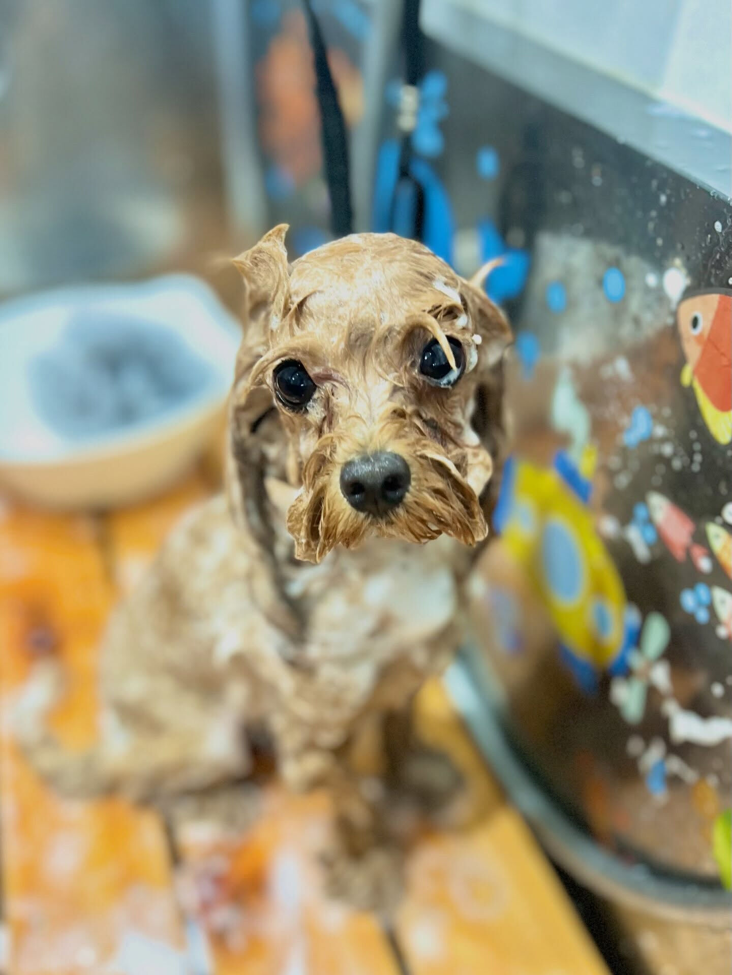 来店いただいた、マルプーのベリー君です🐶✨