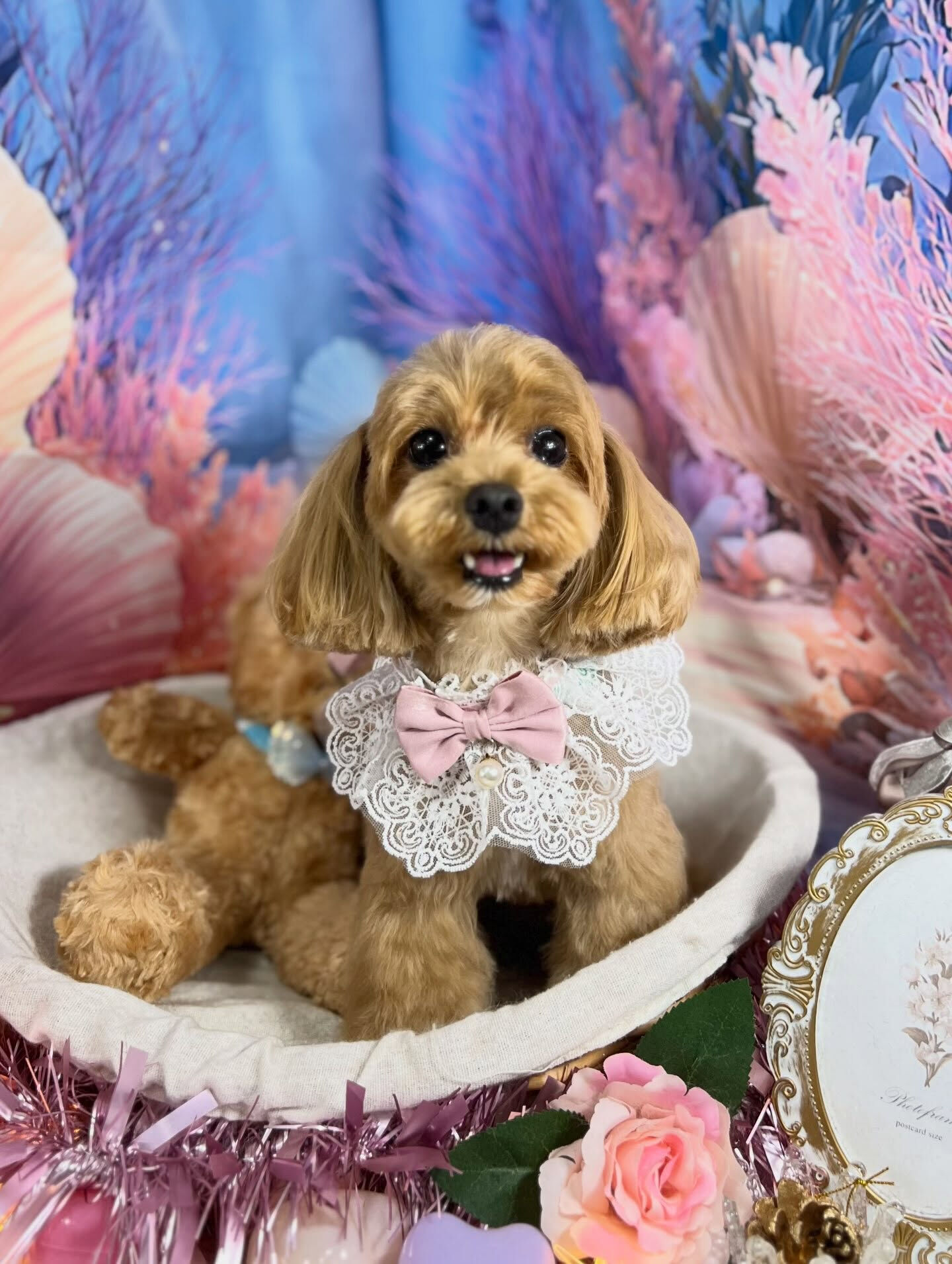 来店いただいた、マルプーのベリー君です🐶✨