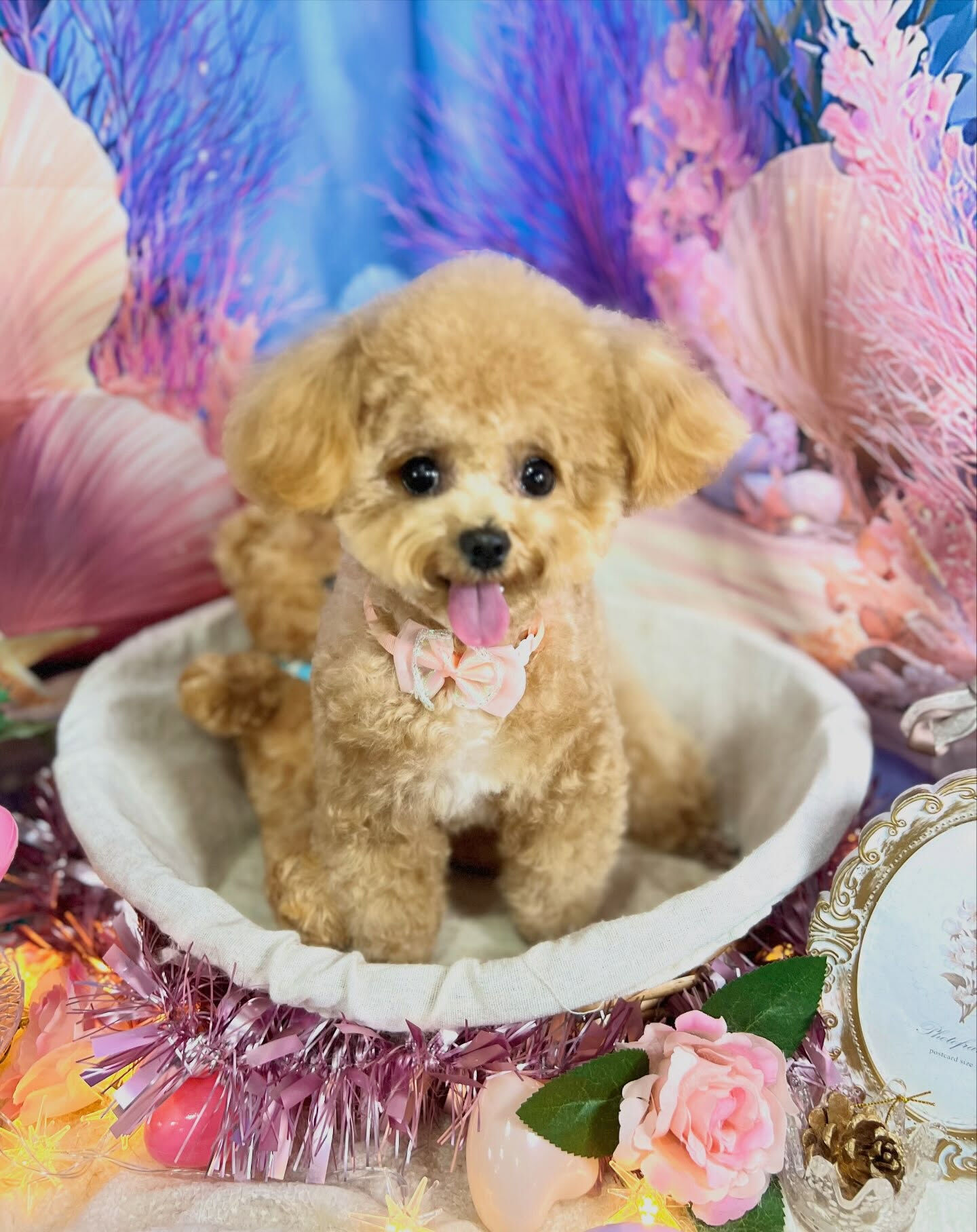 来店いただいた、トイプードルのエミちゃんです🐶✨