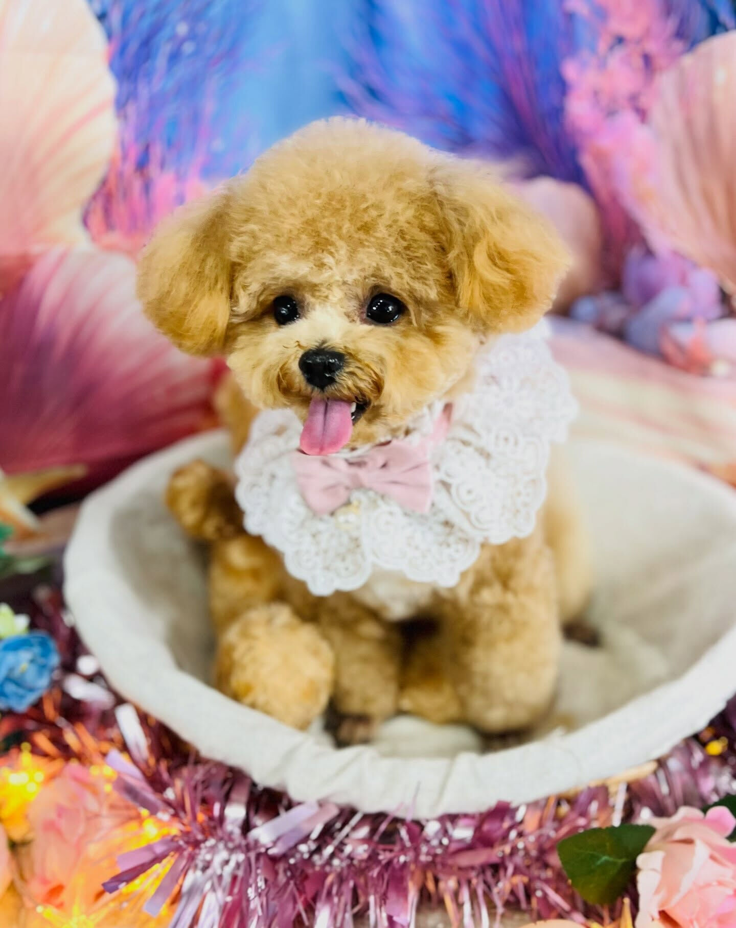 来店いただいた、トイプードルのエミちゃんです🐶✨