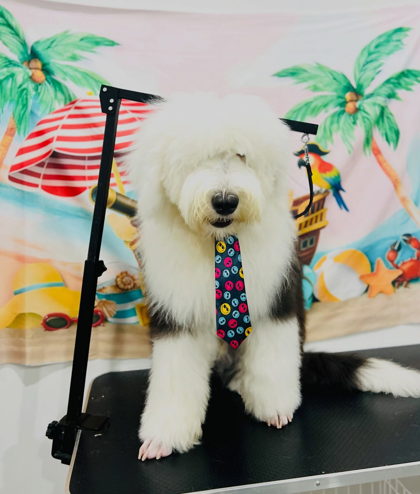 来店いただいた、彩葉くんです🐶✨