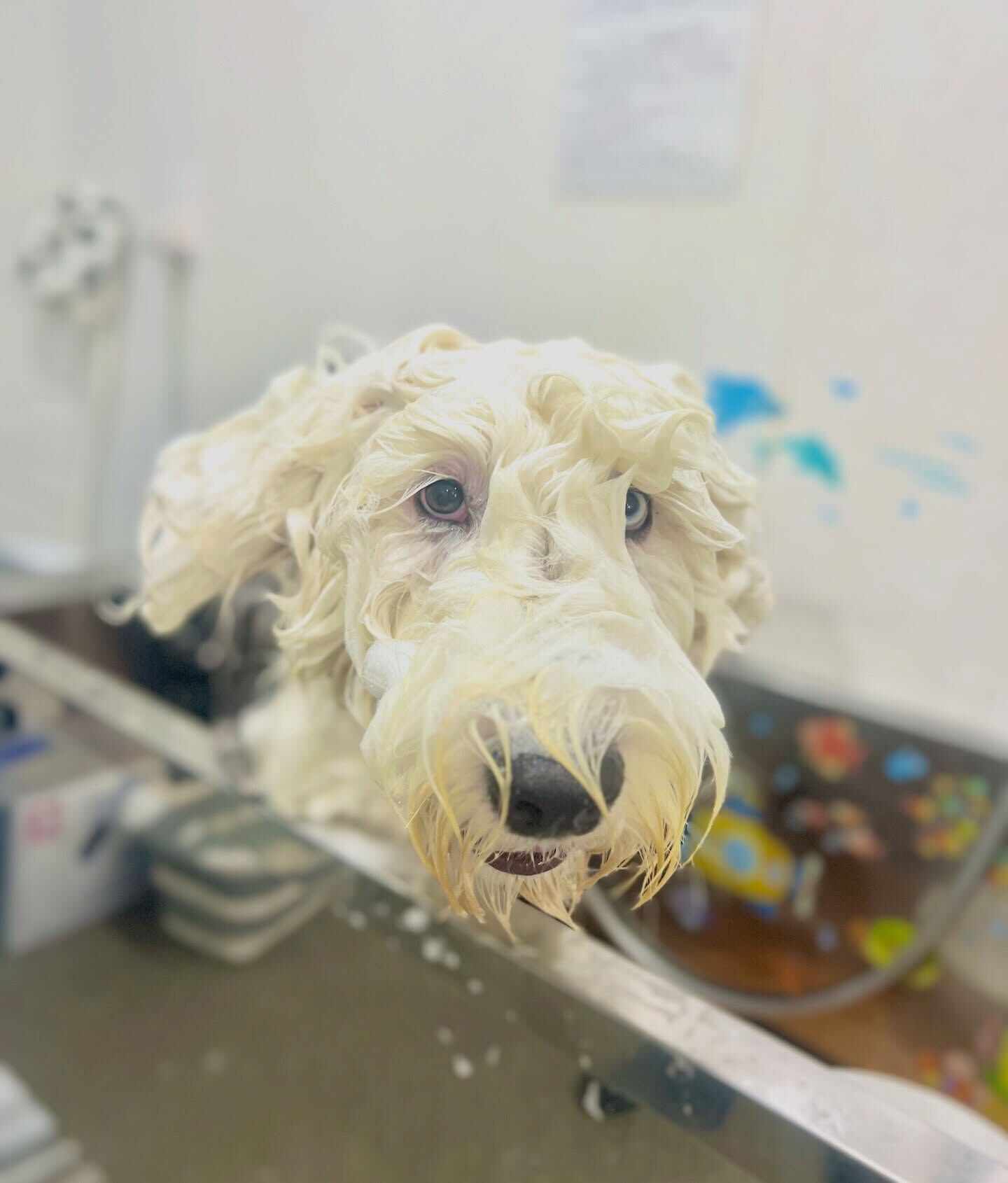 来店いただいた、彩葉くんです🐶✨
