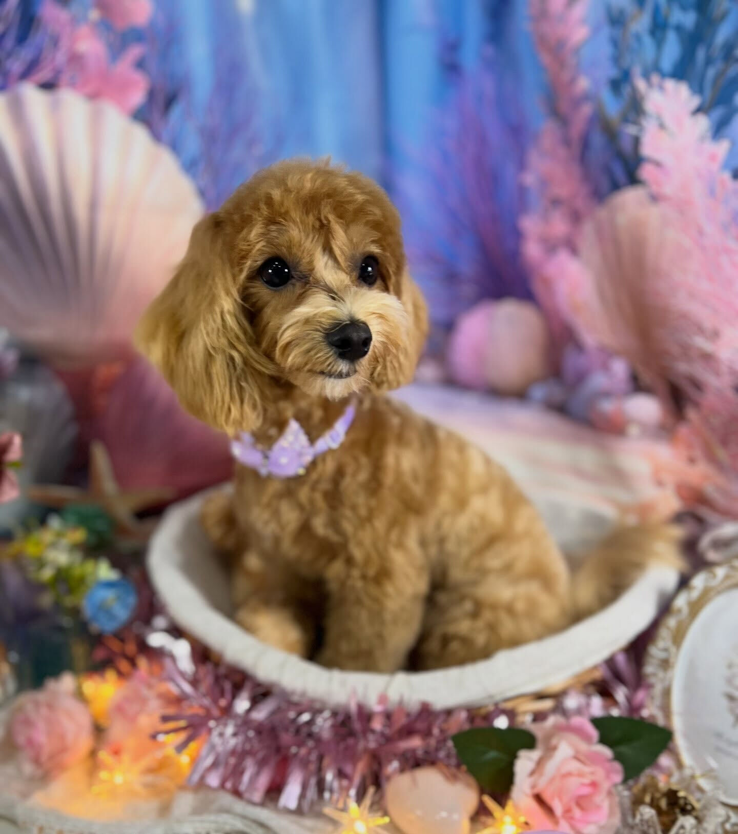 来店いただいた、マルプーのあくあちゃんです🐶✨