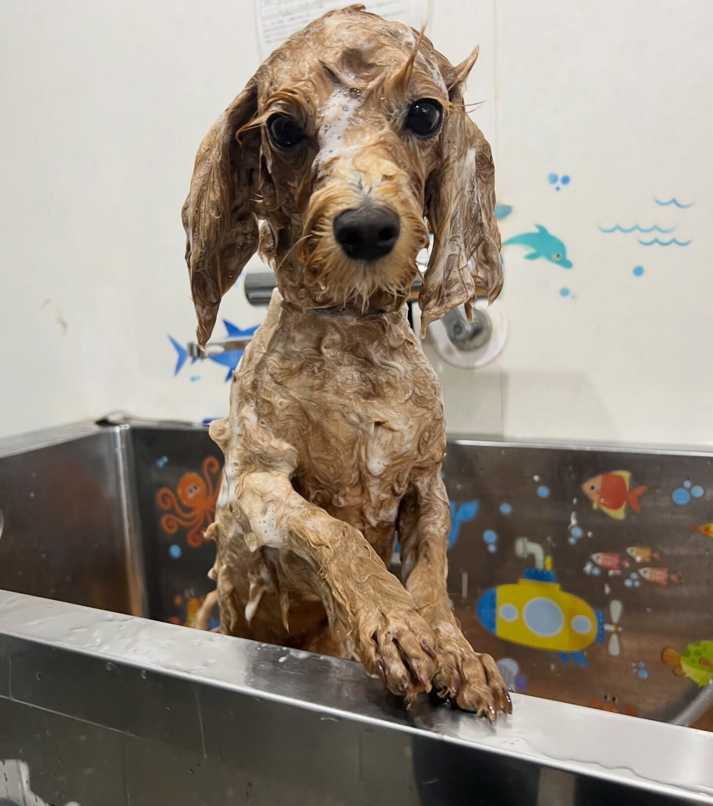来店いただいた、マルプーのあくあちゃんです🐶✨