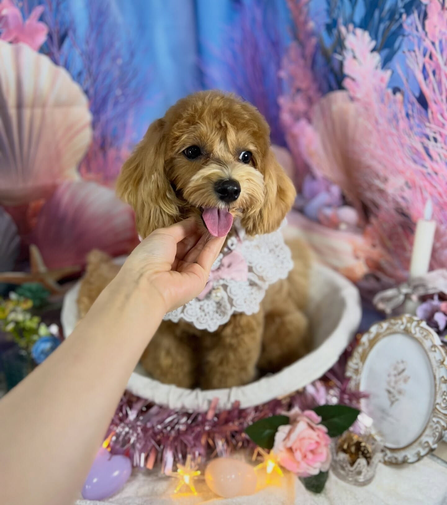 来店いただいた、マルプーのあくあちゃんです🐶✨