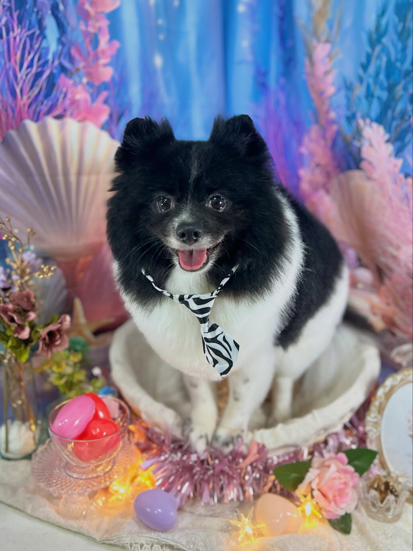 来店いただいた、ポメラニアンのだいふくくんです🐶✨