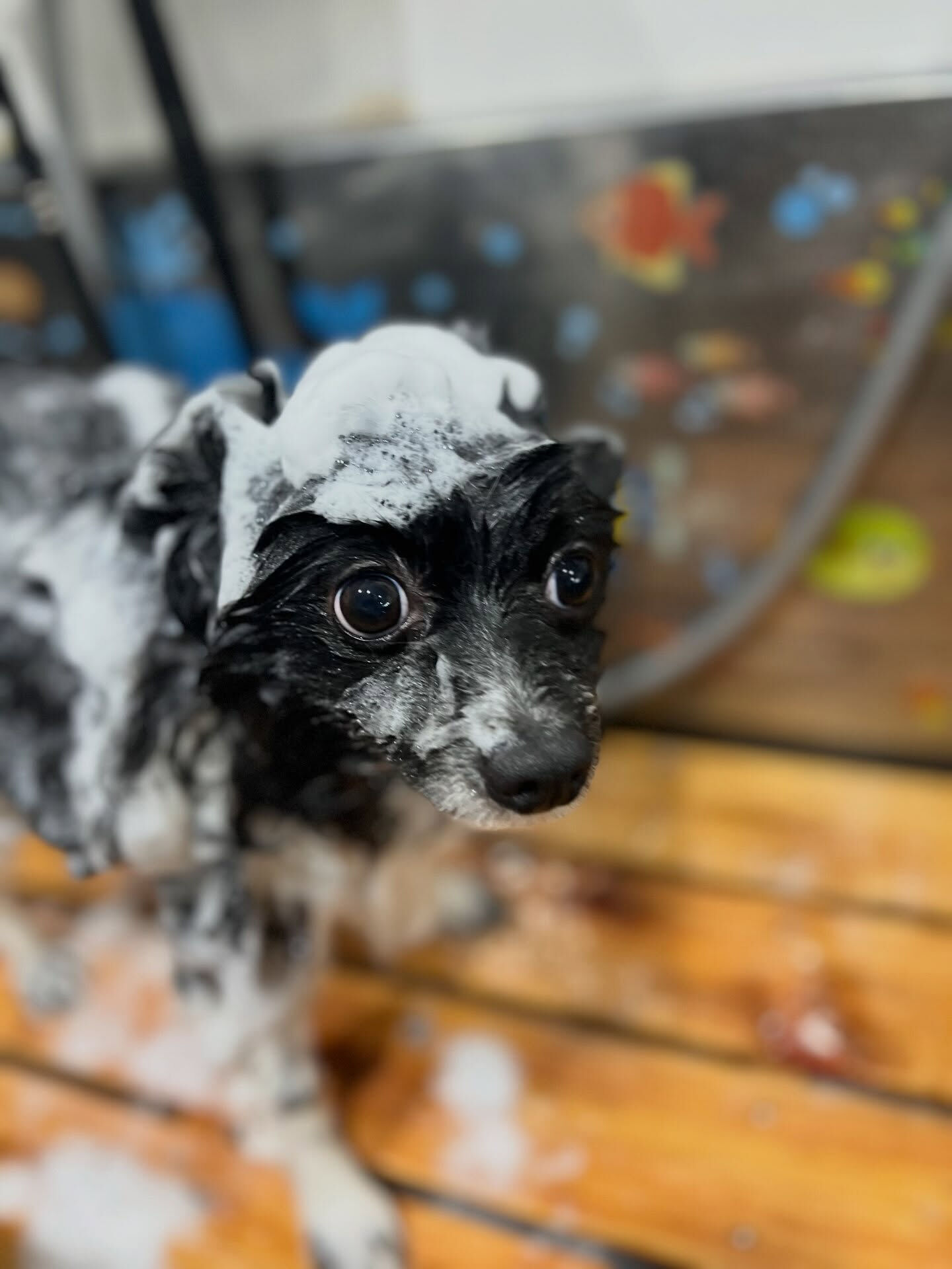 来店いただいた、ポメラニアンのだいふくくんです🐶✨