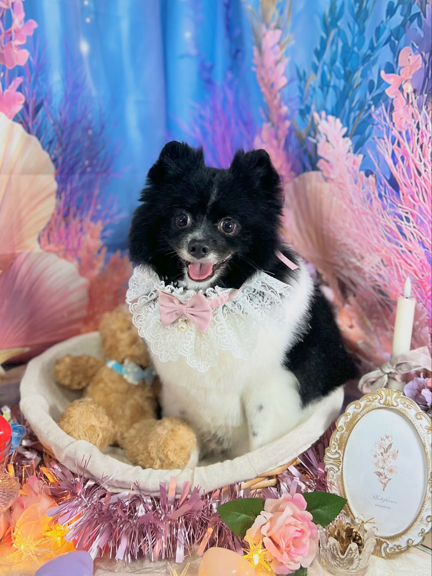 来店いただいた、ポメラニアンのだいふくくんです🐶✨