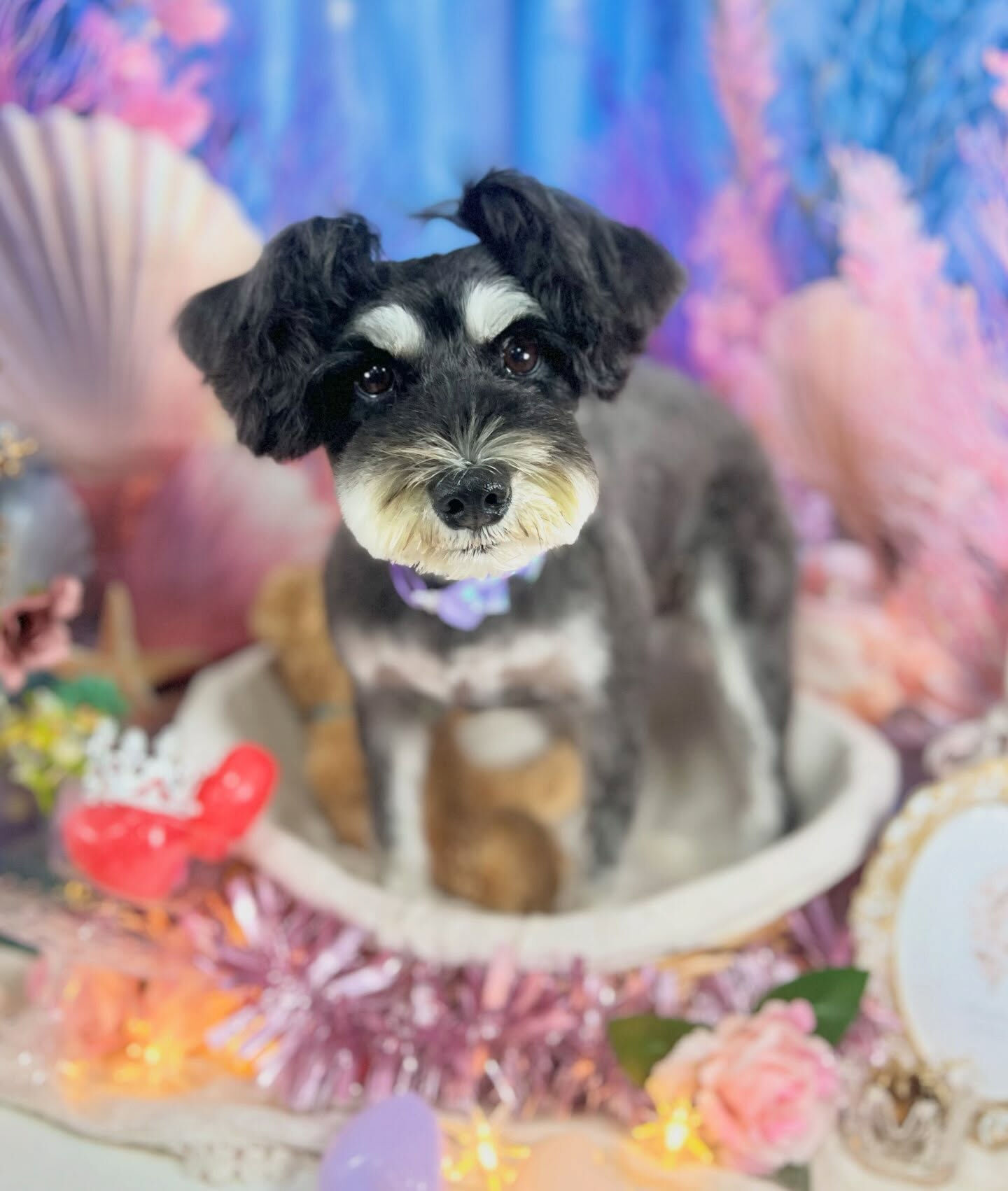 来店いただいた、シュナウザーのムックちゃんです🐶✨