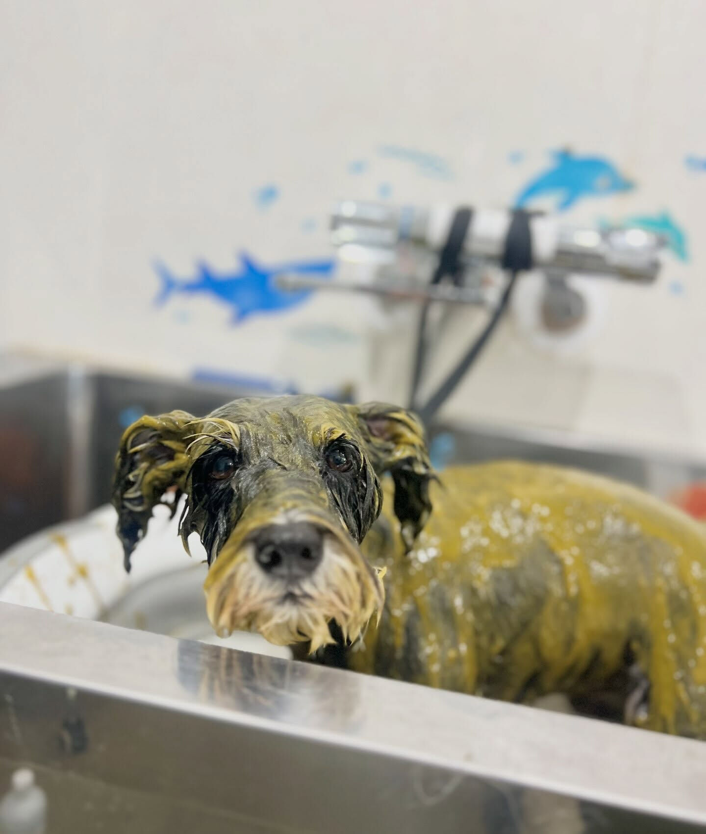 来店いただいた、シュナウザーのムックちゃんです🐶✨
