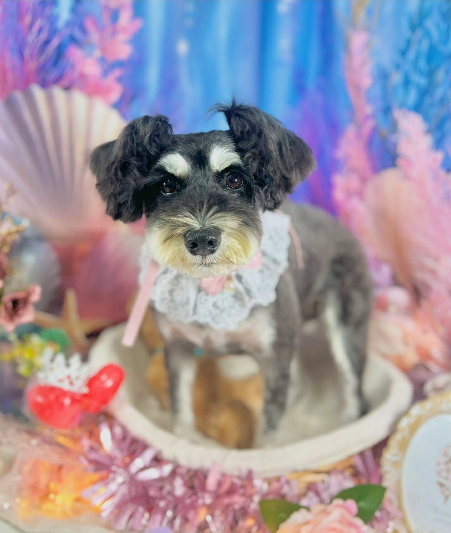 来店いただいた、シュナウザーのムックちゃんです🐶✨