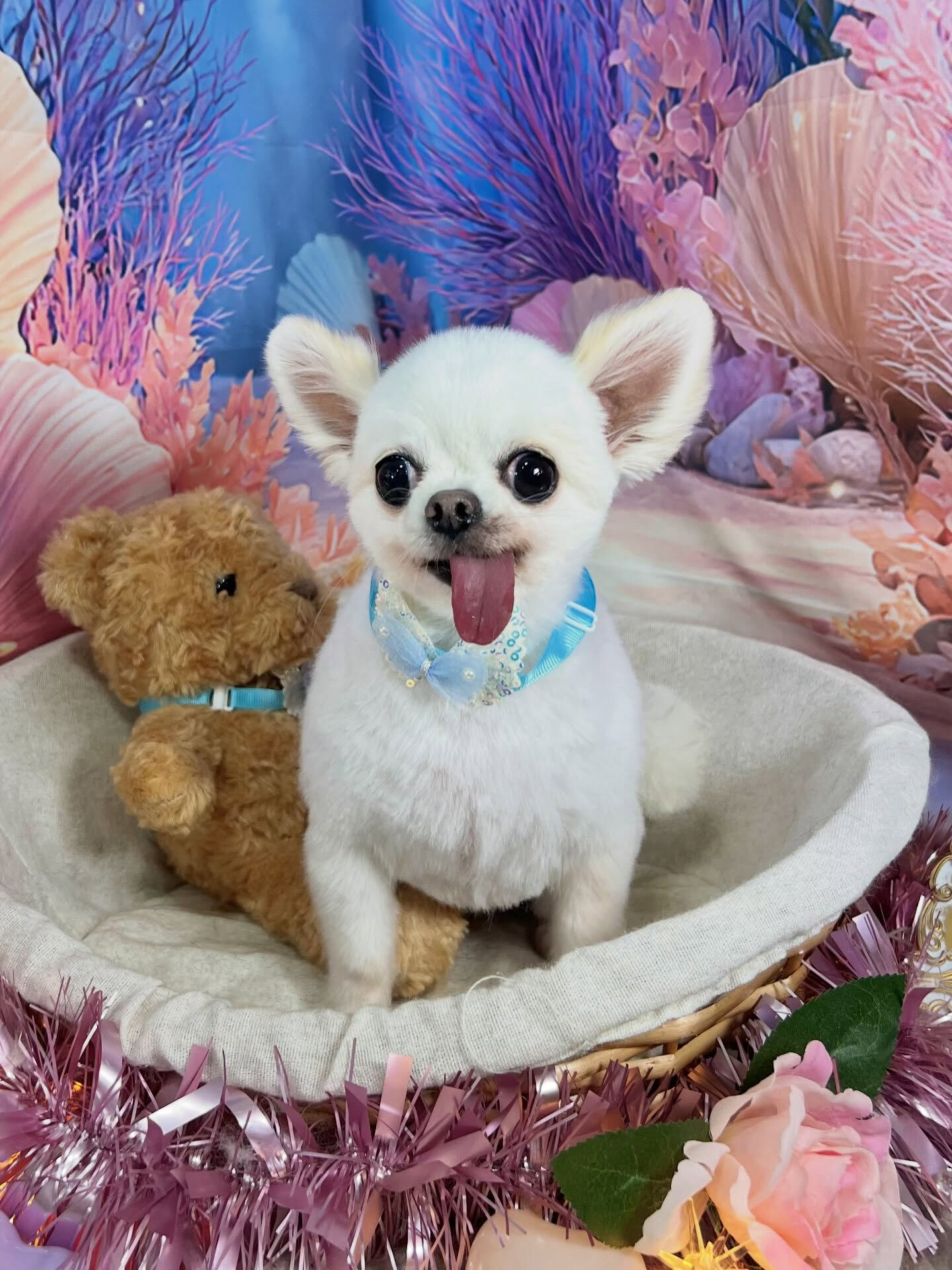 来店いただいた、チワワのういちゃんです🐶✨