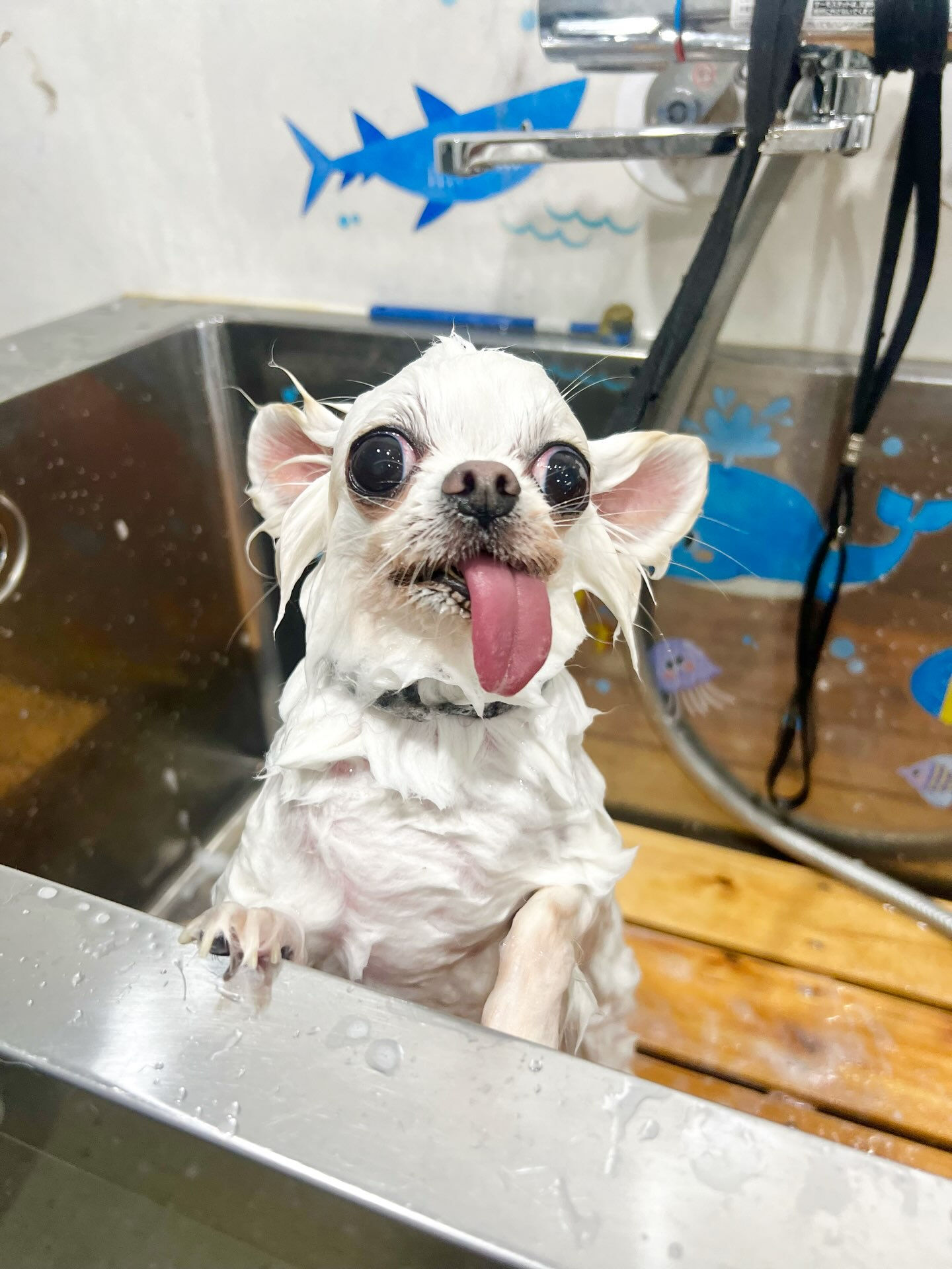 来店いただいた、チワワのういちゃんです🐶✨