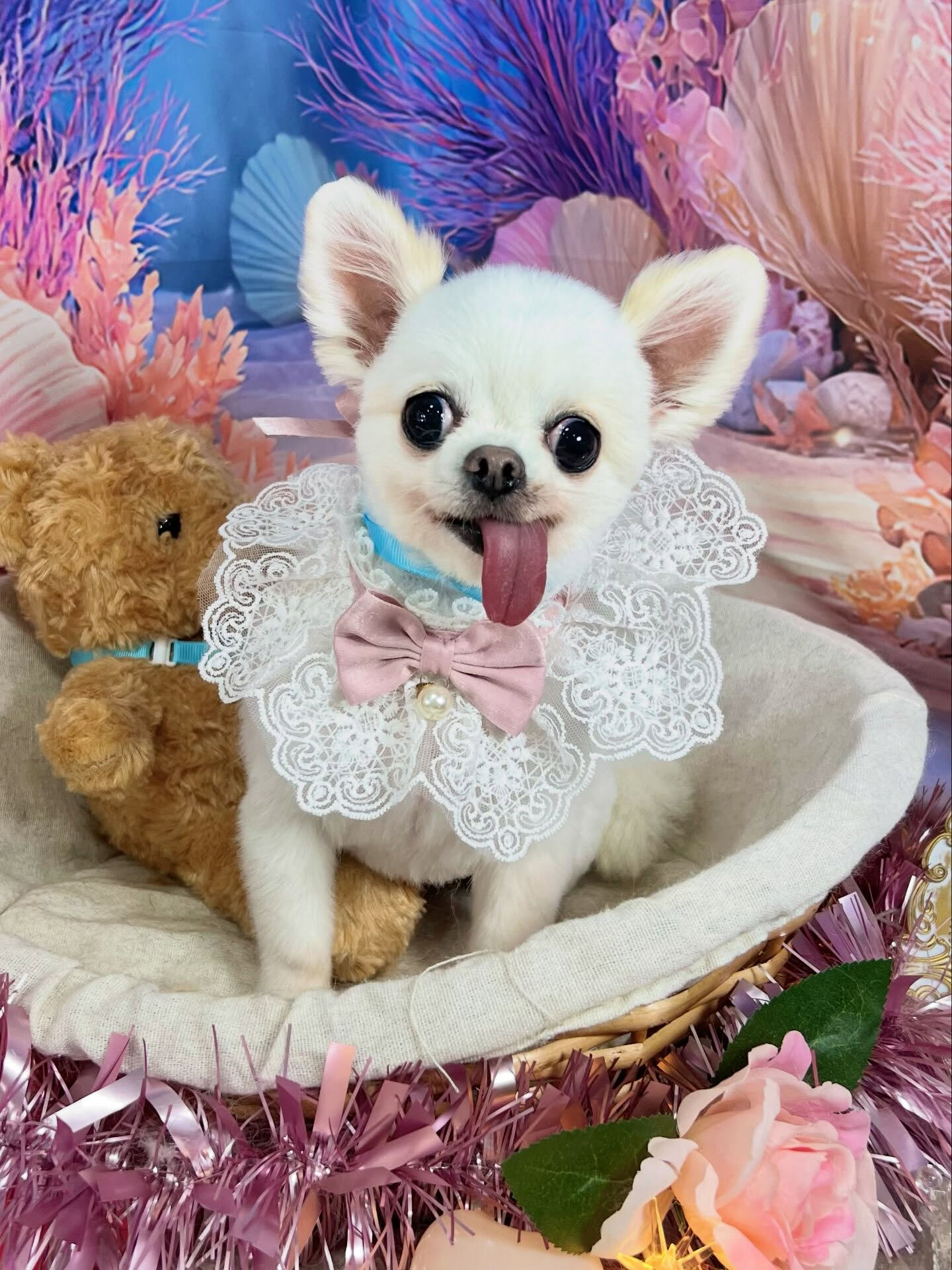 来店いただいた、チワワのういちゃんです🐶✨