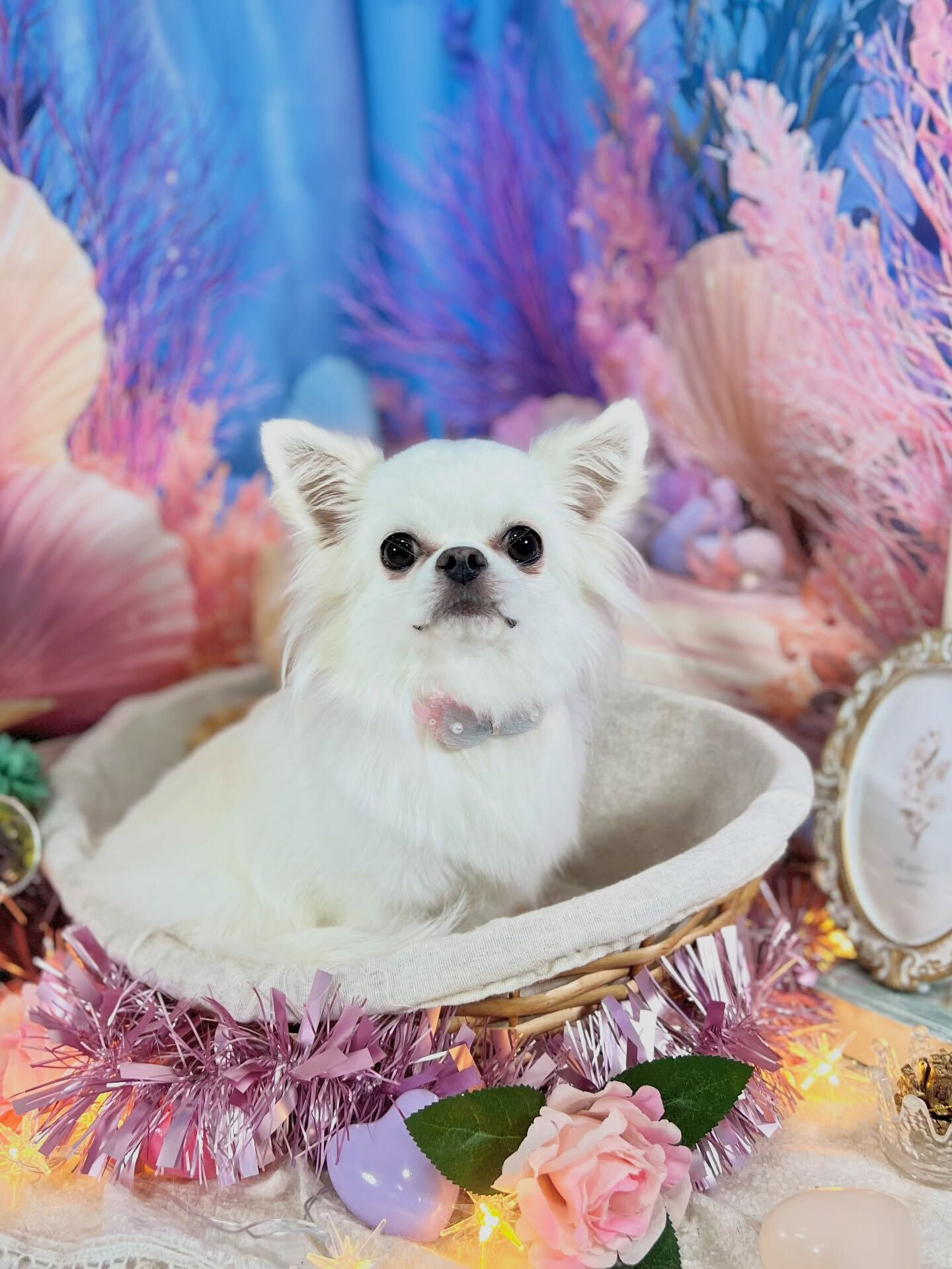 来店いただいた、ロングコートチワワの美優ちゃんです🐶✨