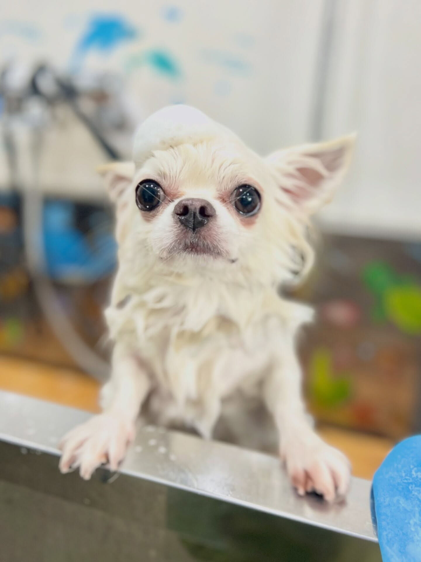 来店いただいた、ロングコートチワワの美優ちゃんです🐶✨