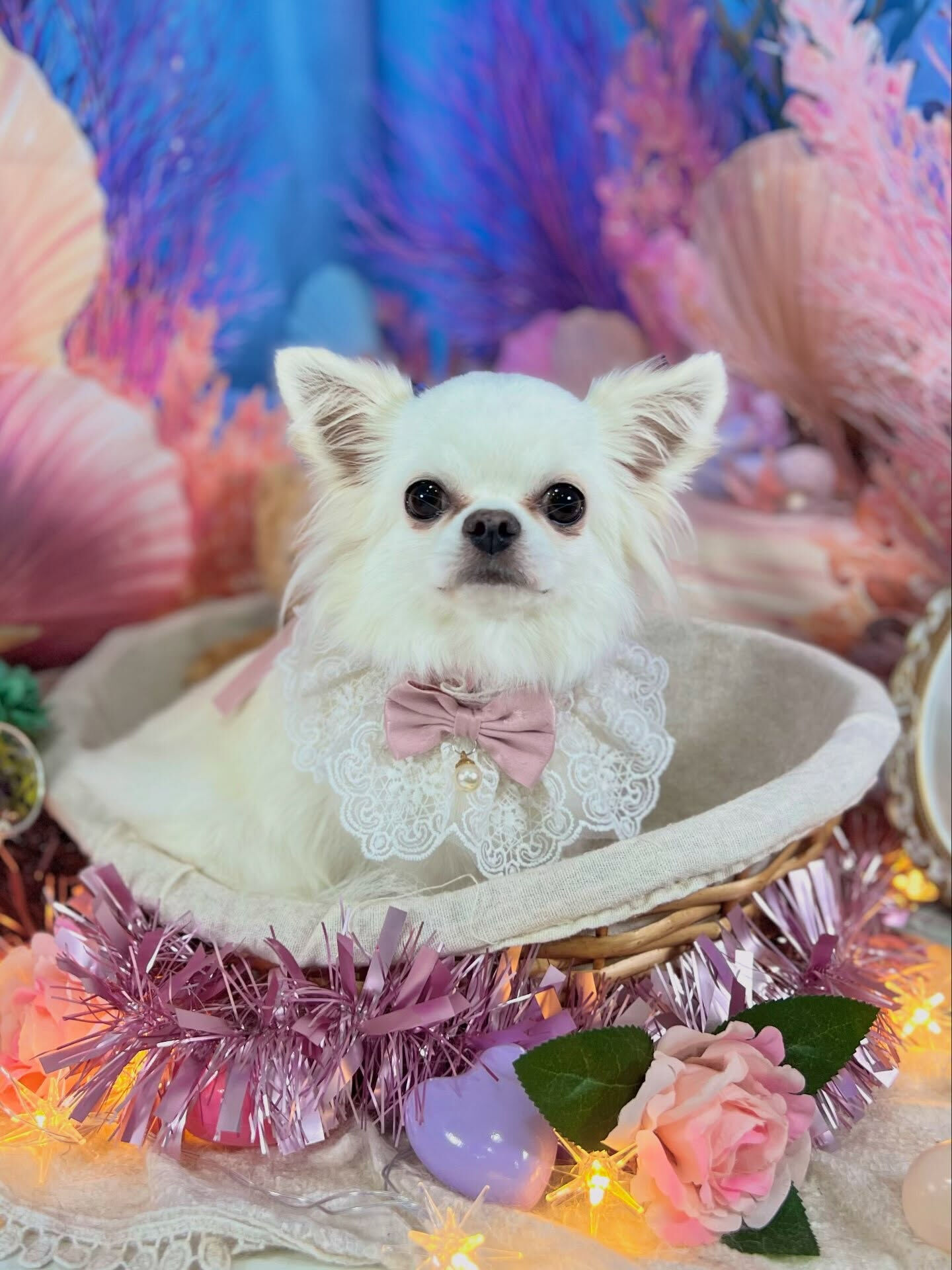 来店いただいた、ロングコートチワワの美優ちゃんです🐶✨