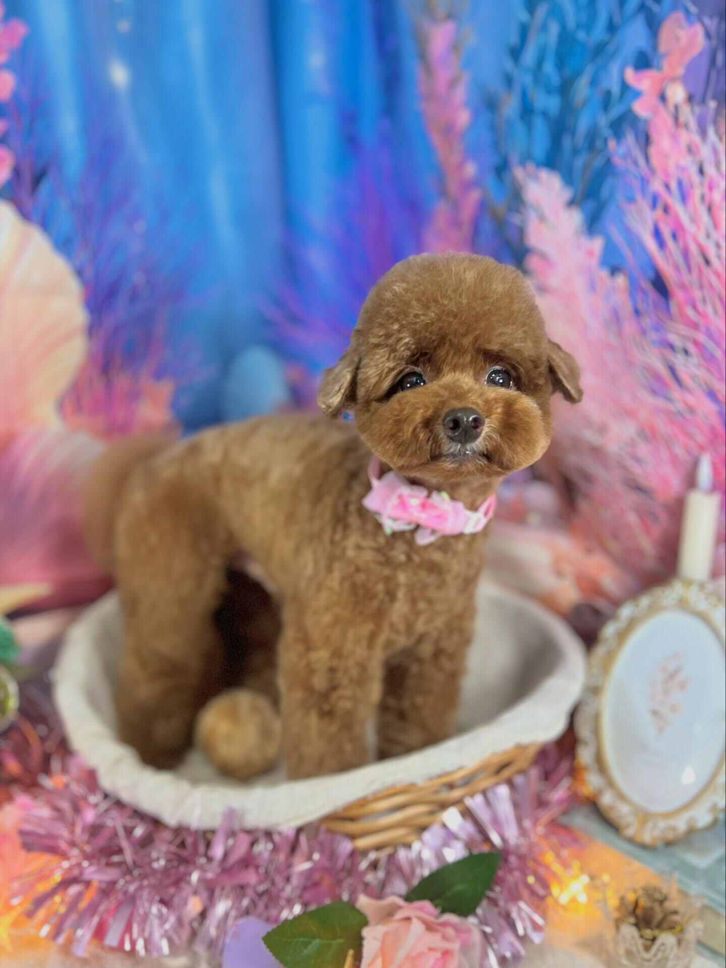 来店いただいた、プードルのプーチくんです🐶✨