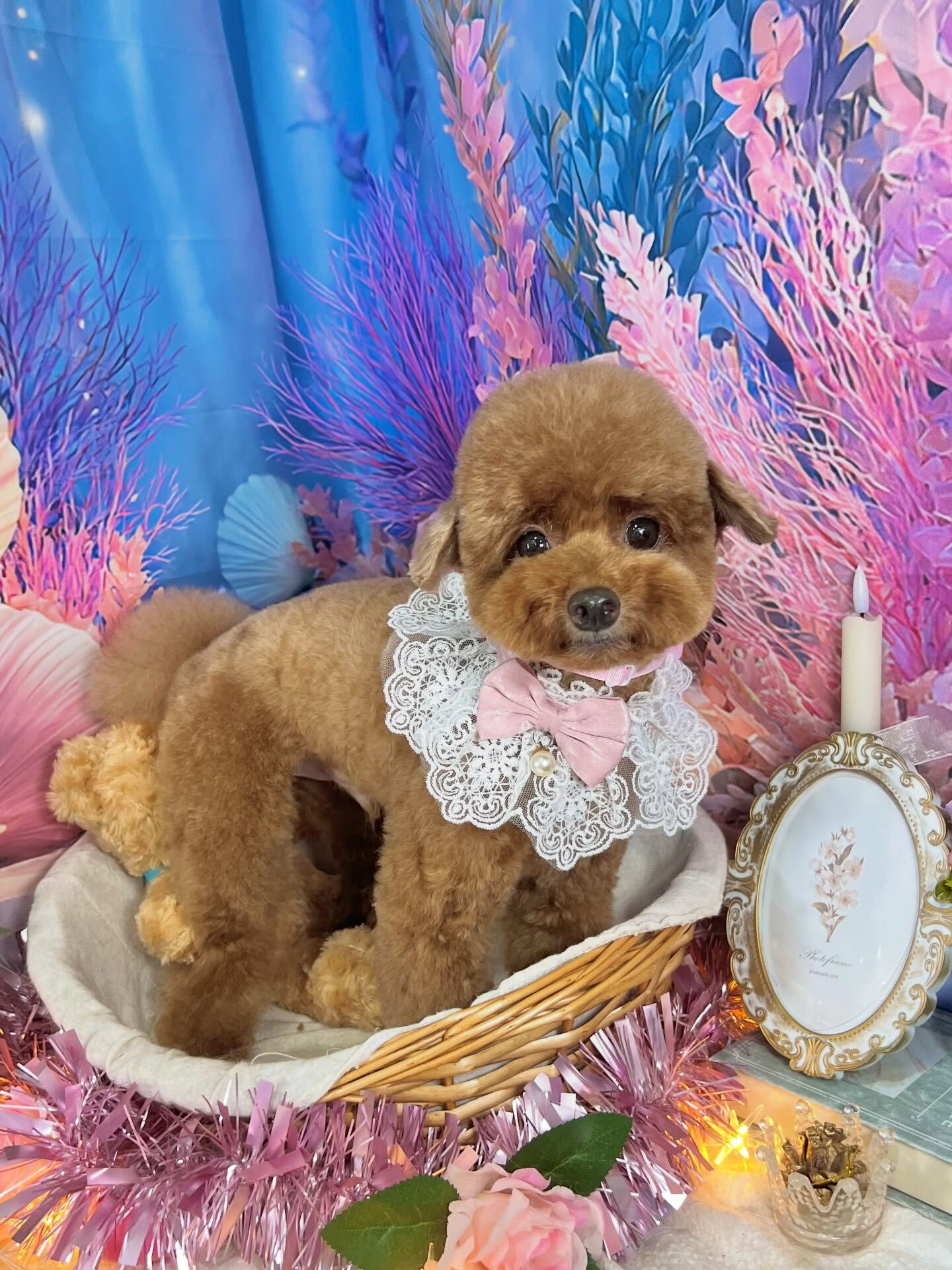 来店いただいた、プードルのプーチくんです🐶✨