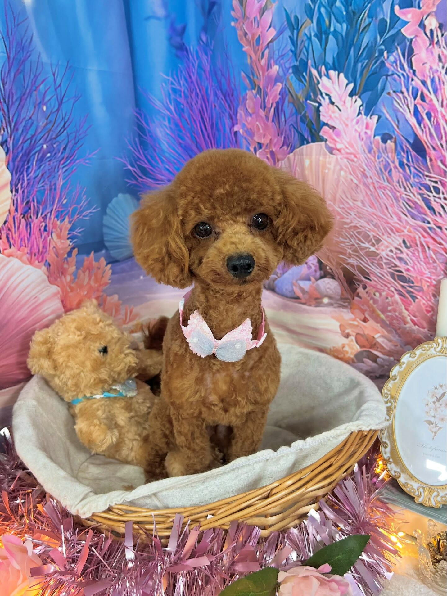 来店いただいた、プードルのクルミちゃんです🐶✨