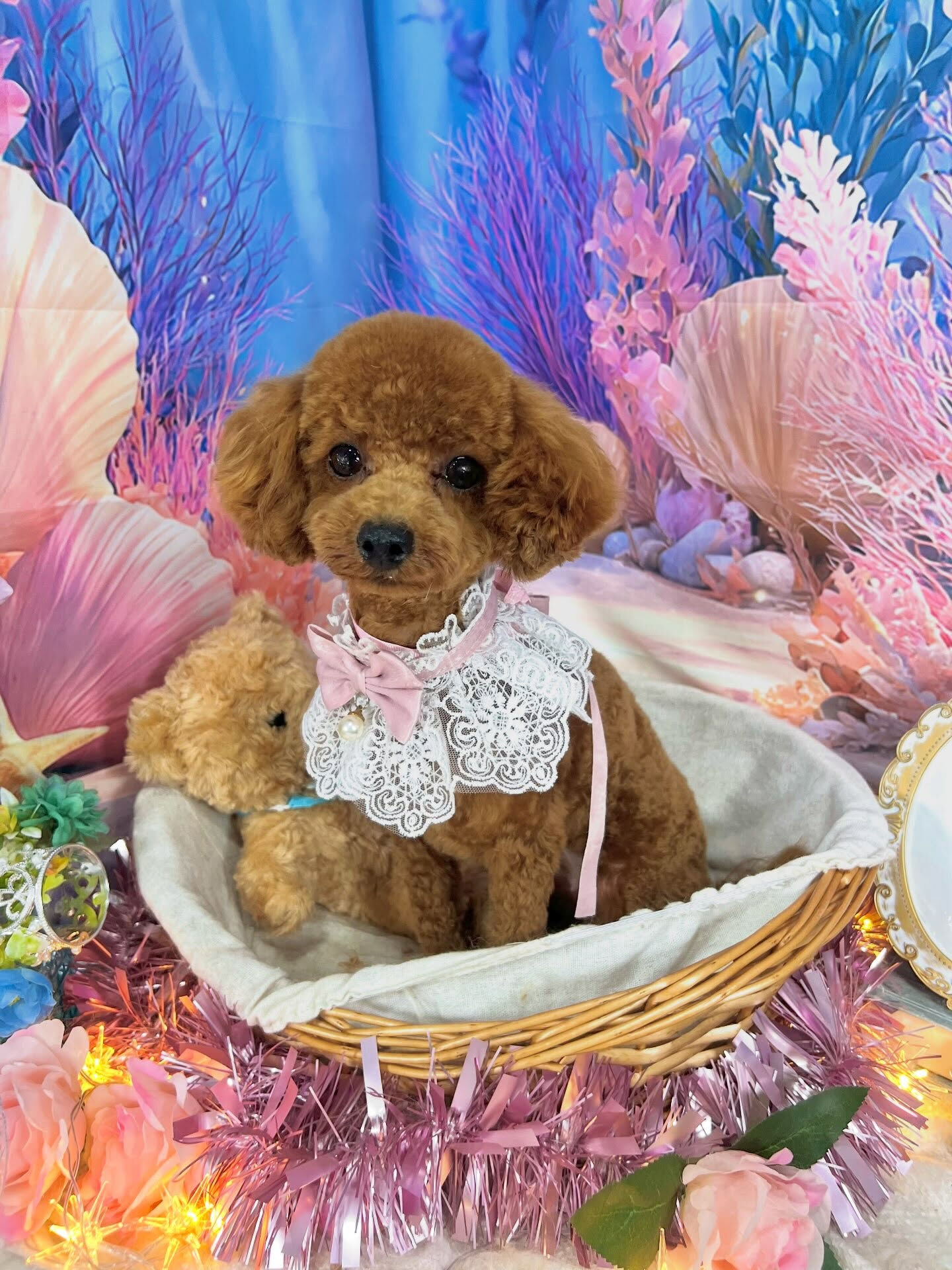 来店いただいた、プードルのクルミちゃんです🐶✨