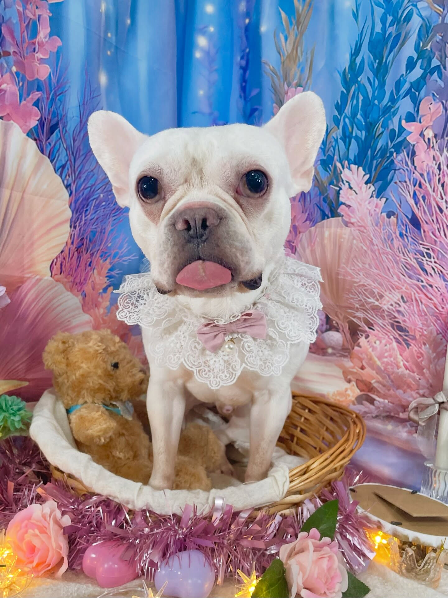 来店いただいた、フレブルの文太くんです🐶✨