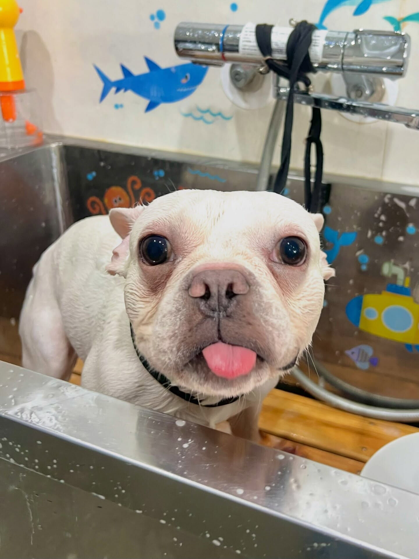 来店いただいた、フレブルの文太くんです🐶✨