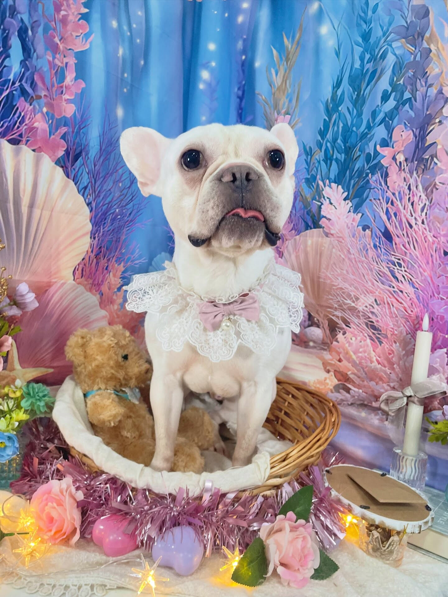 来店いただいた、フレブルの文太くんです🐶✨