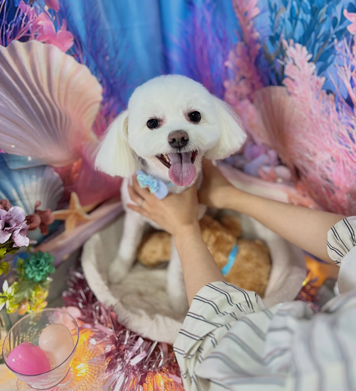 来店いただいた、しらすくんです🐶✨