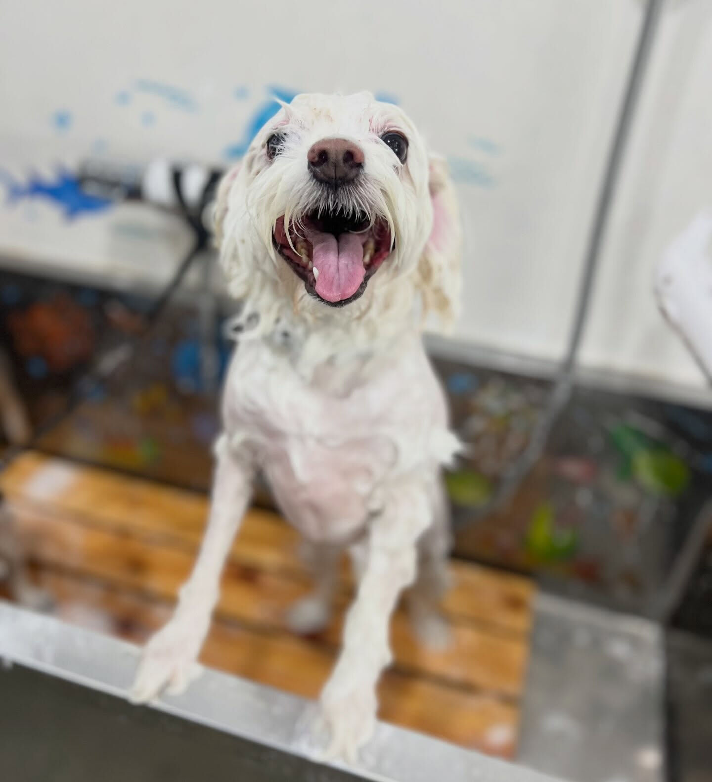 来店いただいた、しらすくんです🐶✨
